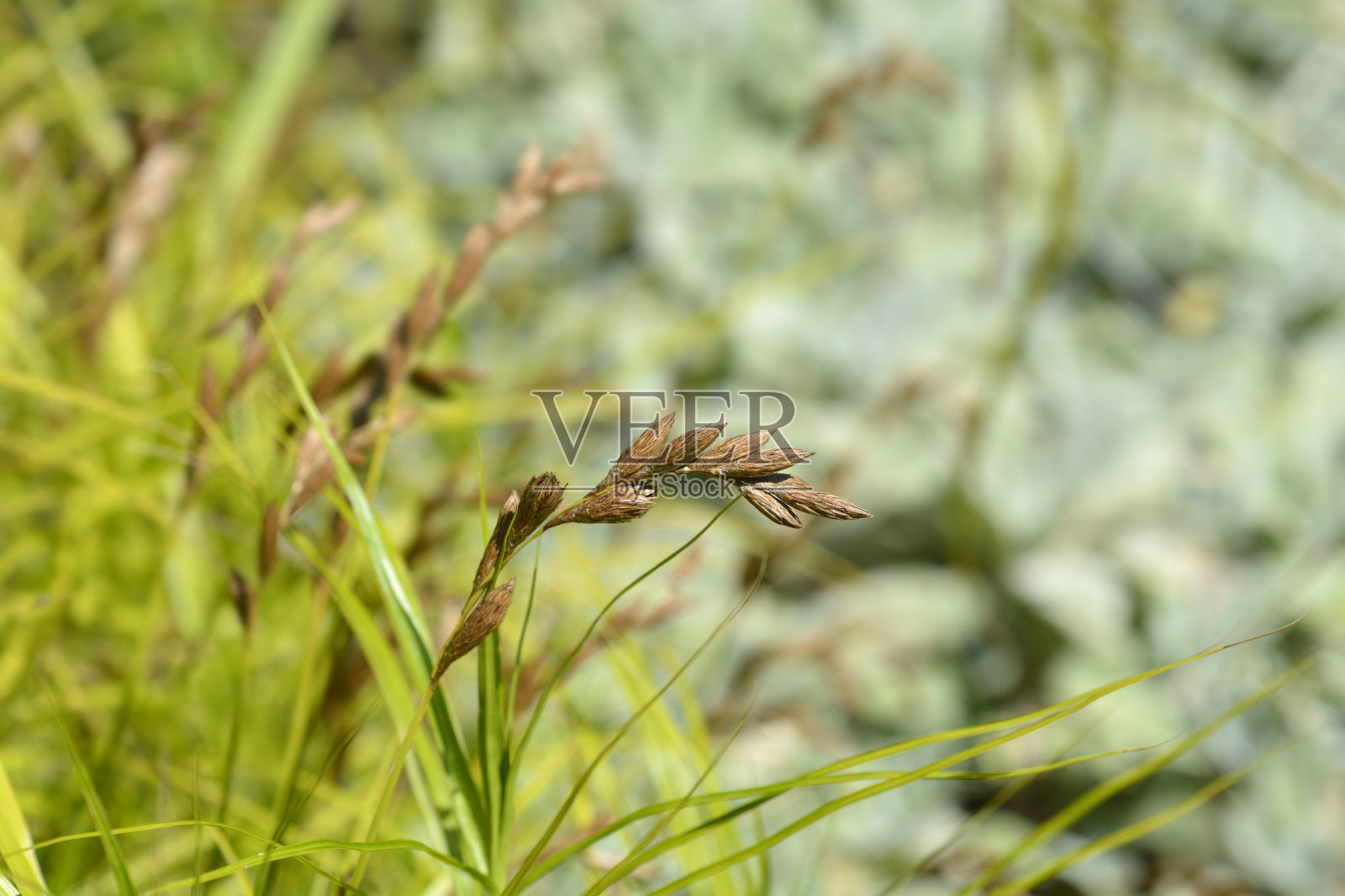 棕榈莎草照片摄影图片