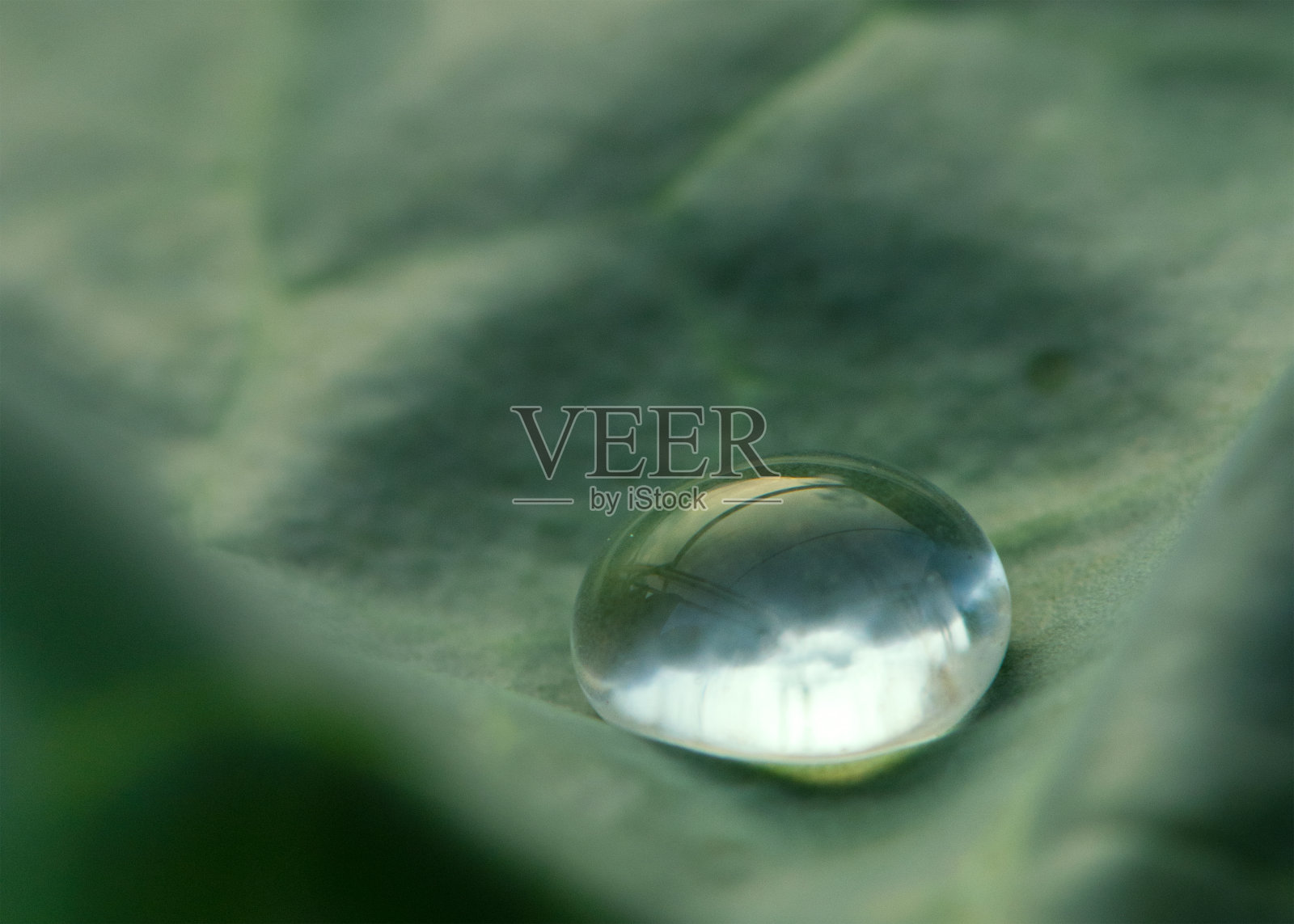 叶子表面的水滴照片摄影图片