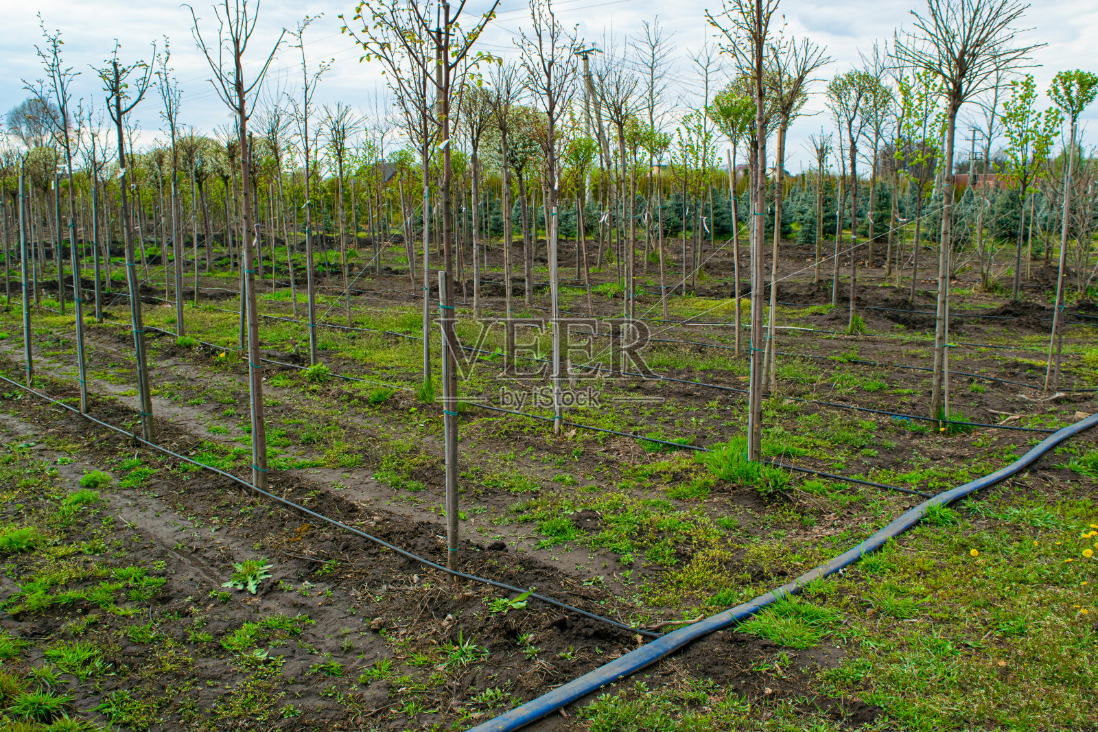 植物苗圃。生长的针叶树，落叶花园和观赏树木的幼苗。照片摄影图片