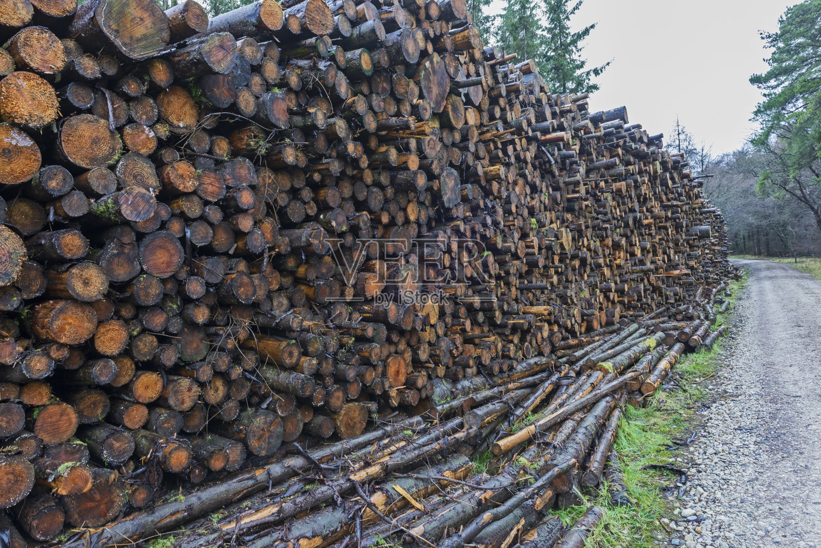 森林景观中的一大堆被砍伐的原木照片摄影图片