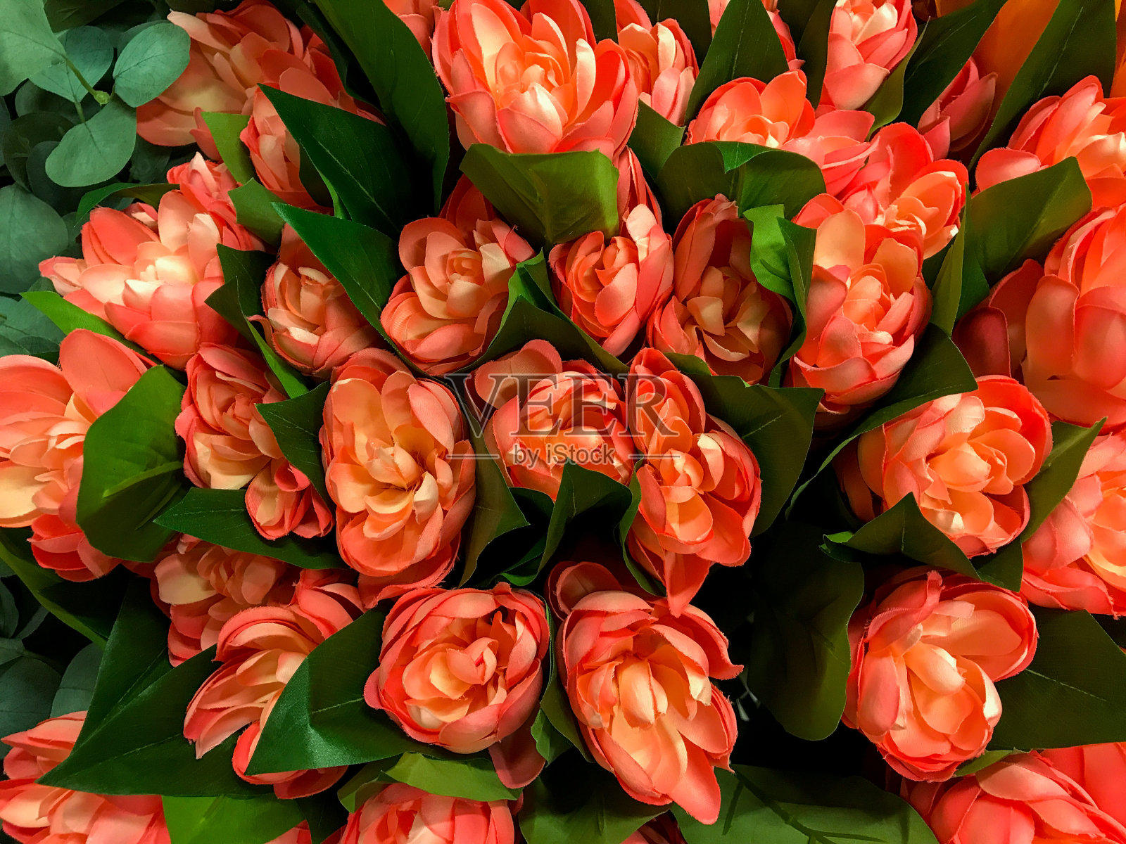 红色的花照片摄影图片