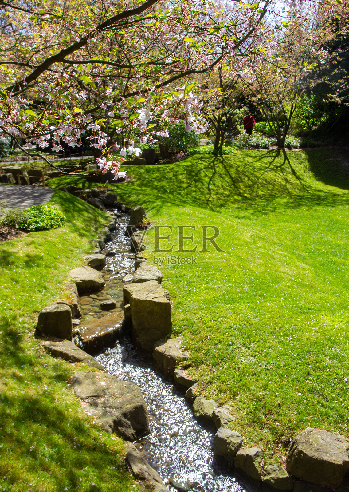 柏林旁边的世界花园中日本花园里的樱花照片摄影图片