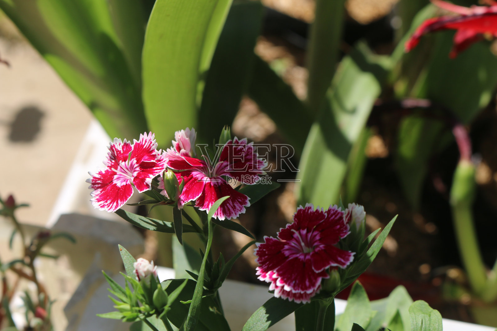 一组红白相间的花，名为甜威廉，石竹照片摄影图片