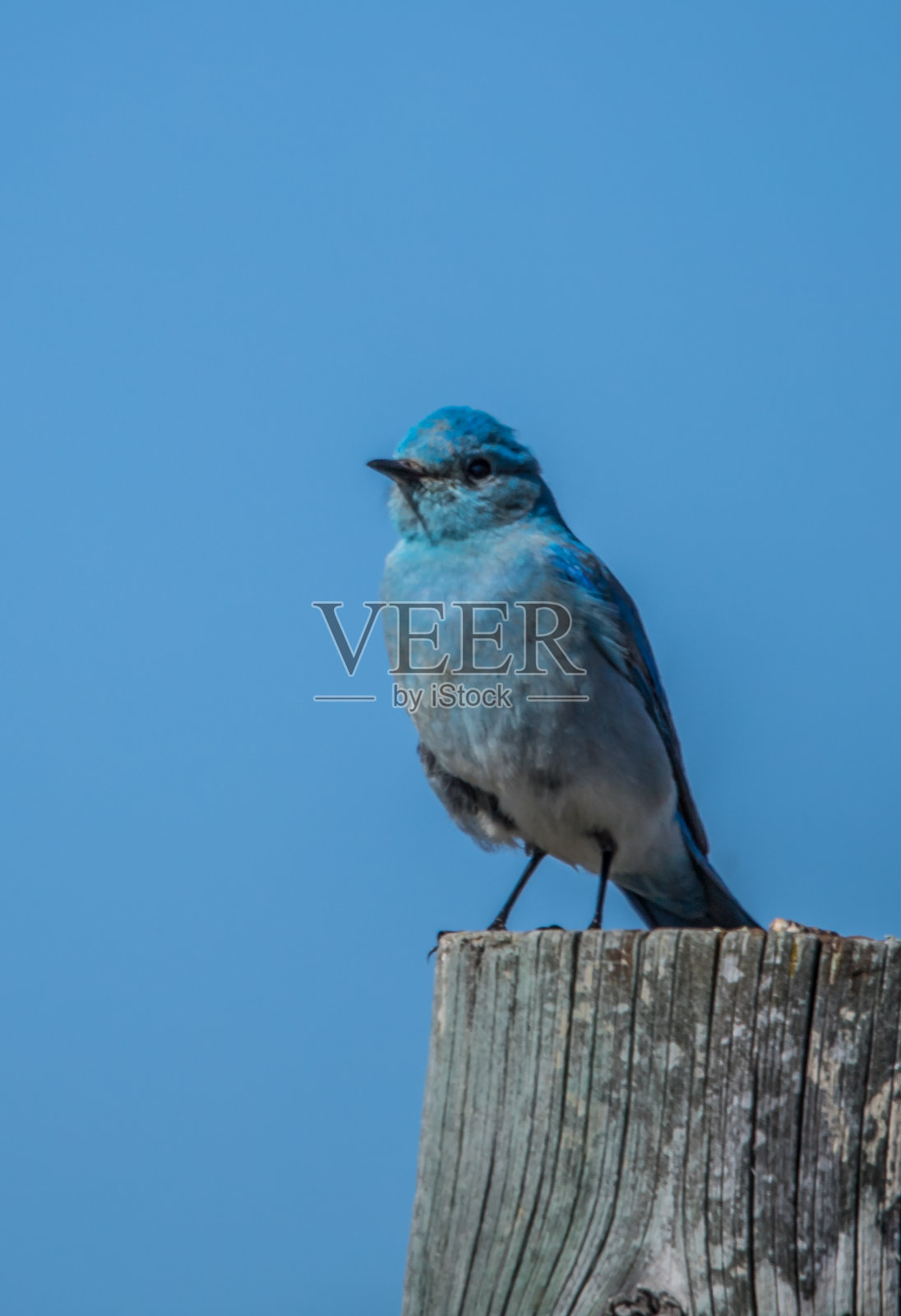 西部蓝鸟就位照片摄影图片