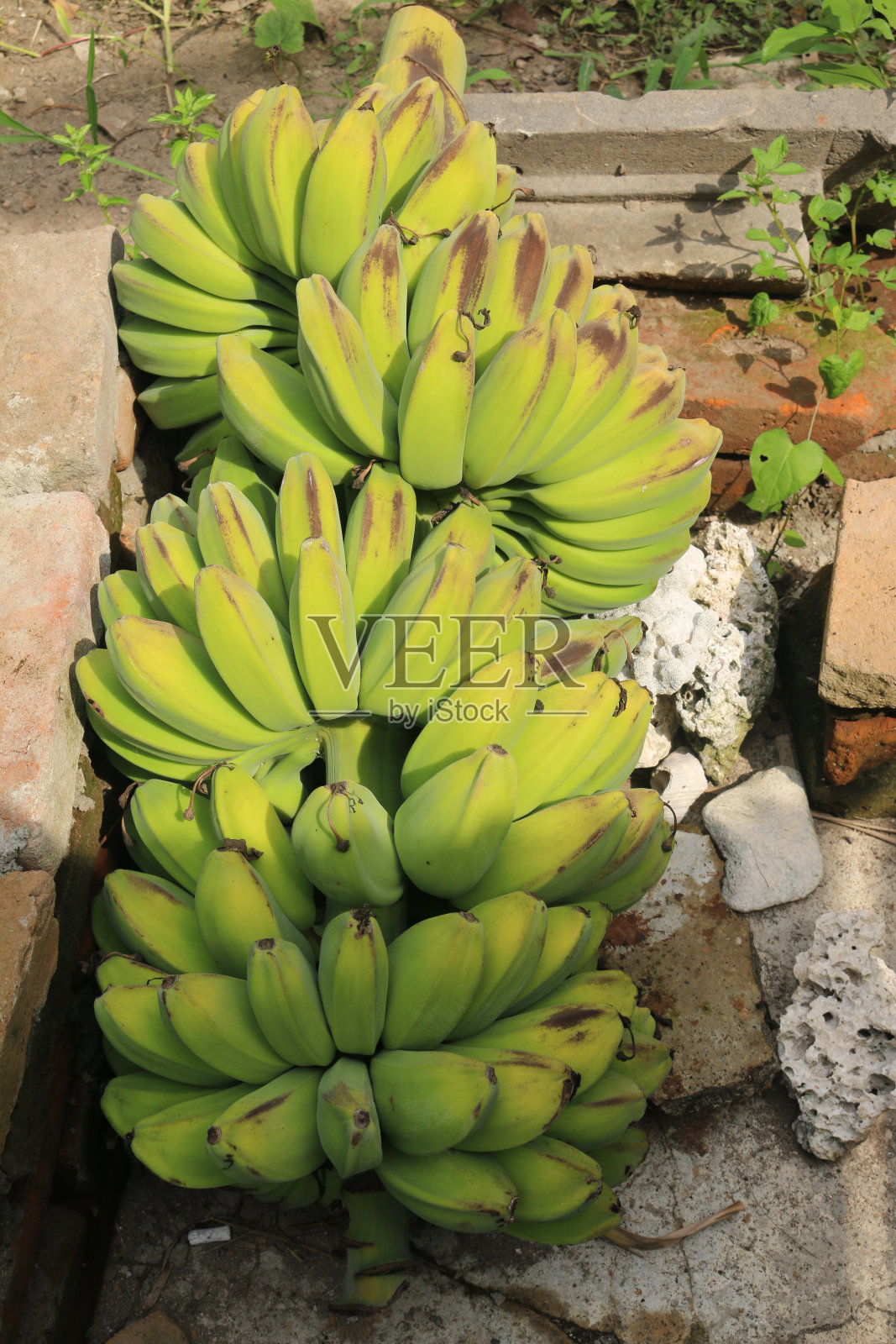 香蕉果实收获后的特写照片摄影图片