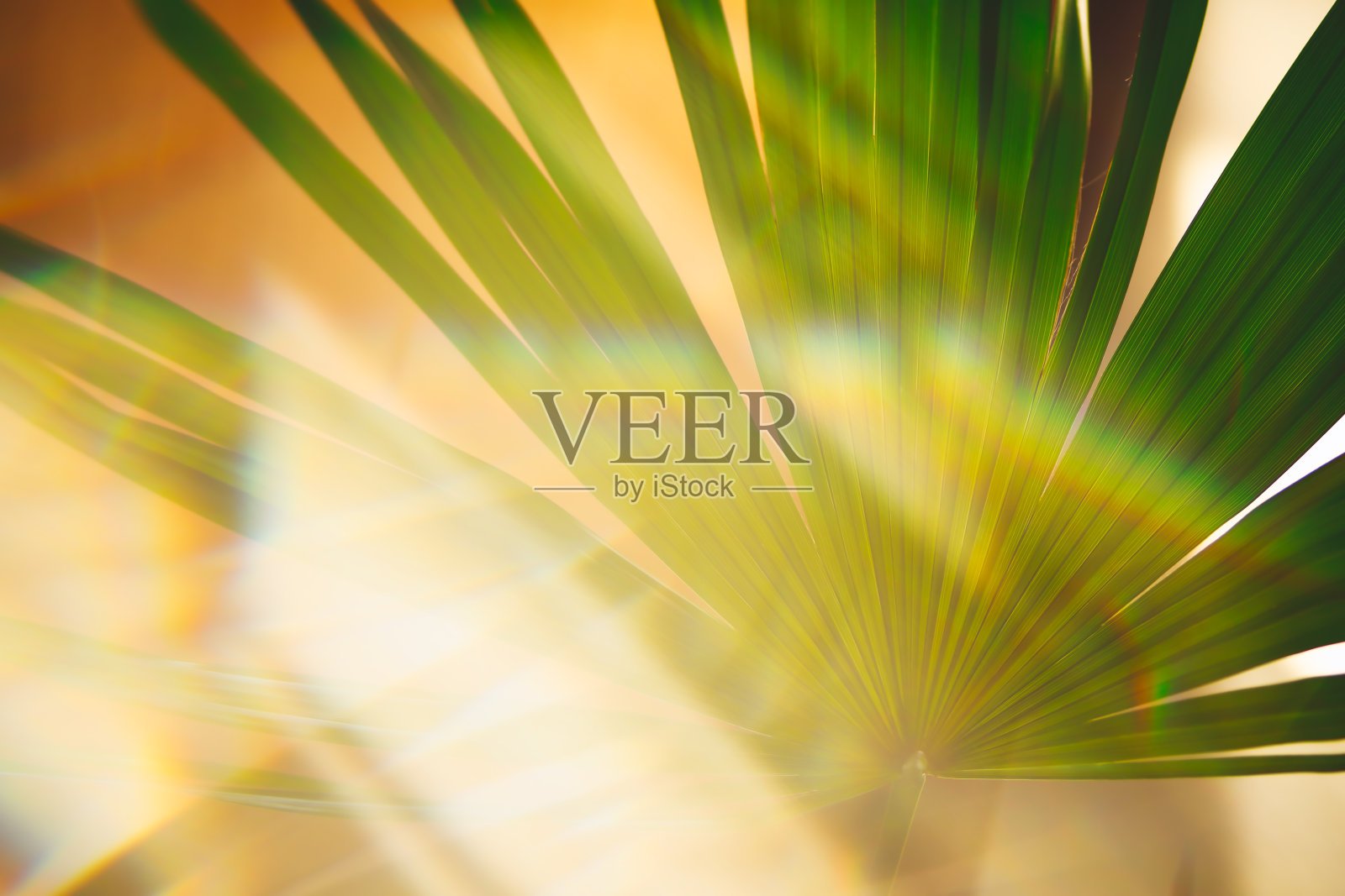 抽象花卉模糊的背景与棕榈叶和阳光，色调，模糊照片摄影图片