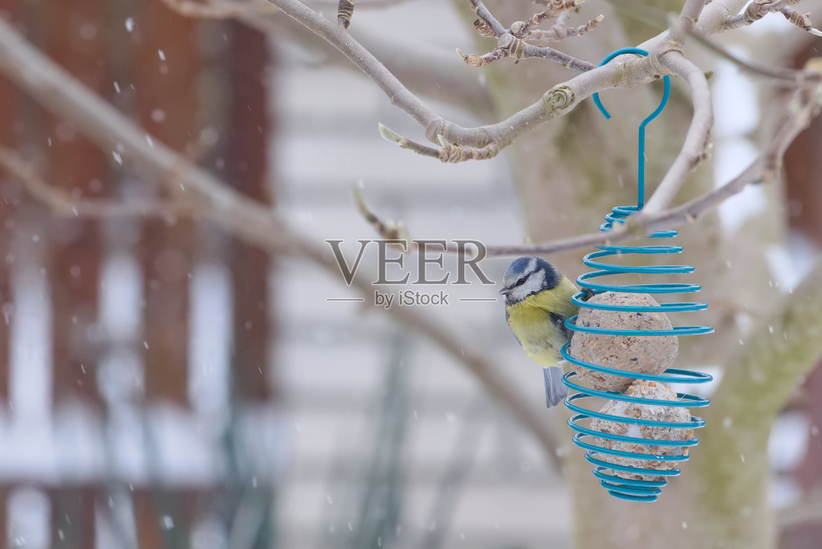 蓝山雀吃了一个装丝器上的肥球照片摄影图片