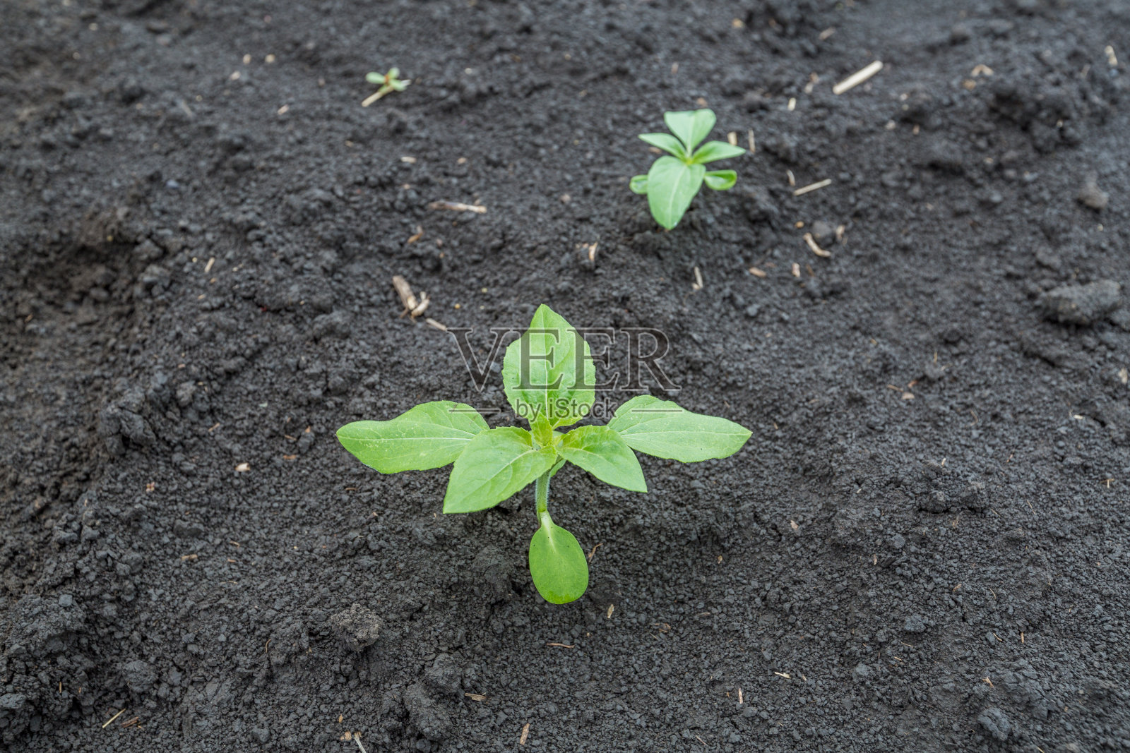 在午后的阳光照耀下，肥沃的黑土上的向日葵芽的特写。农业文化概念。照片摄影图片