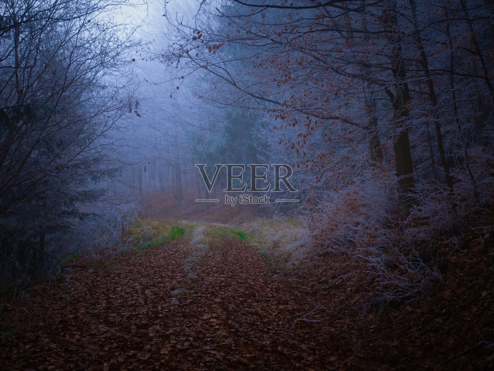 深秋笼罩着雾凇的神秘森林照片摄影图片