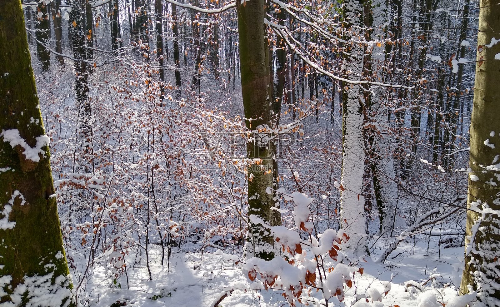 森林里的冬天照片摄影图片
