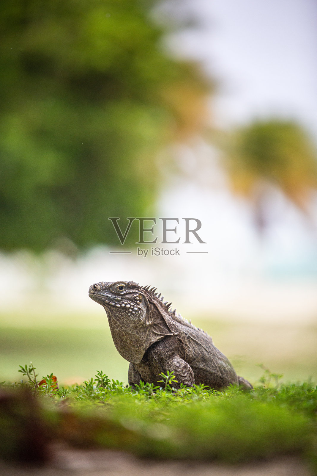 加勒比开曼群岛，小开曼岛，开曼岩鬣蜥照片摄影图片