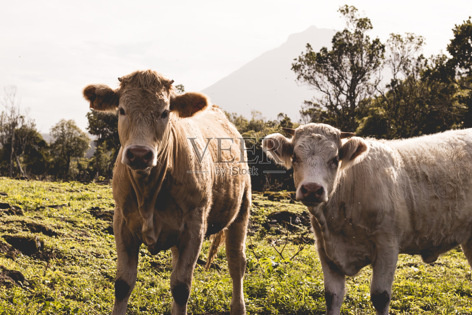 奶牛在草地上看着摄像机照片摄影图片