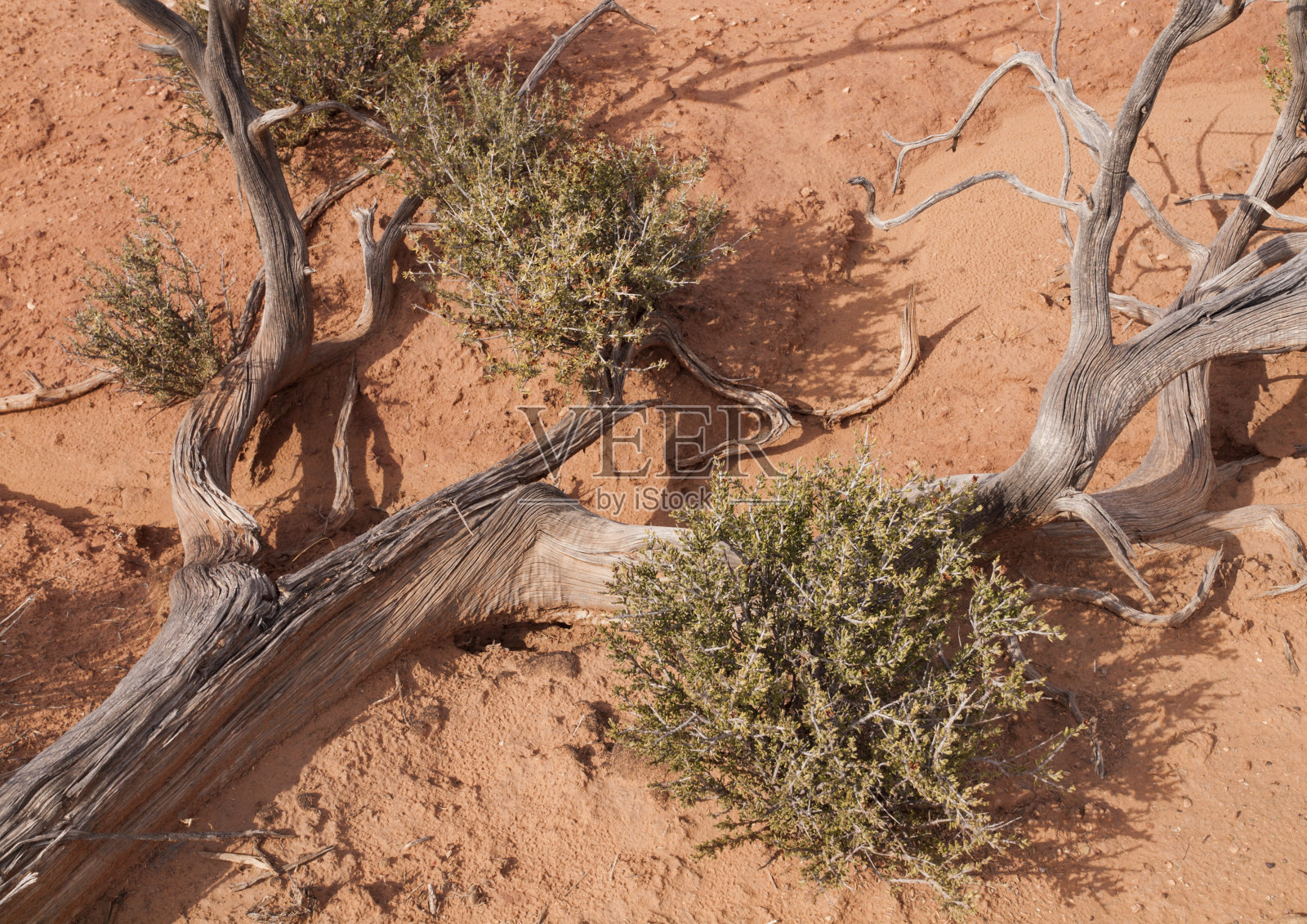 沙漠中的树照片摄影图片