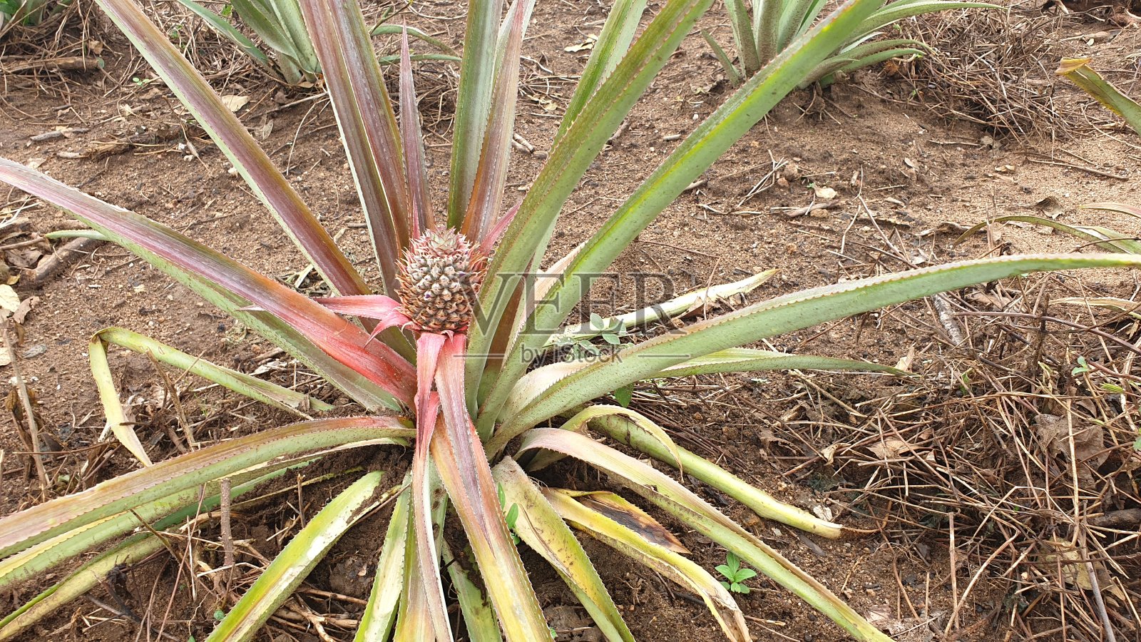 年轻的菠萝照片摄影图片