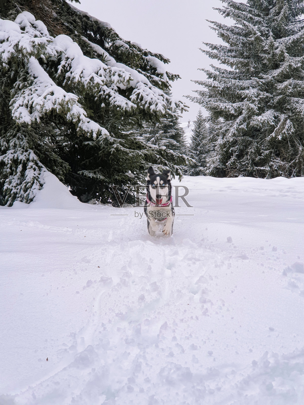 狗在雪里玩照片摄影图片