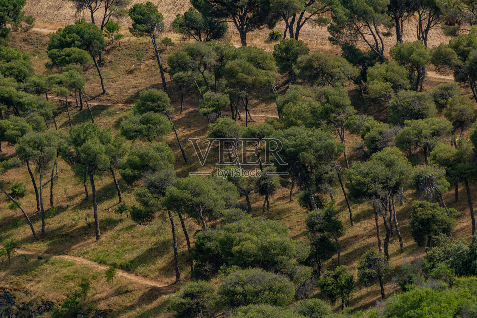 塞戈维亚树照片摄影图片