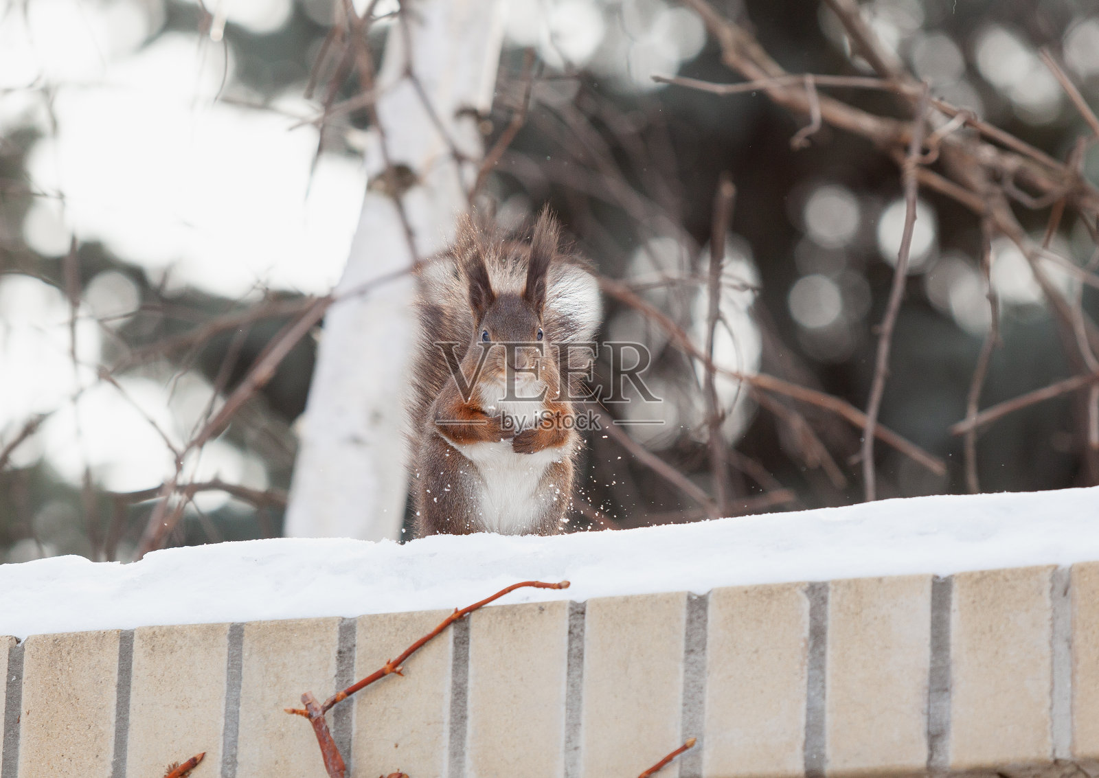 红松鼠站在白雪覆盖的砖墙上照片摄影图片