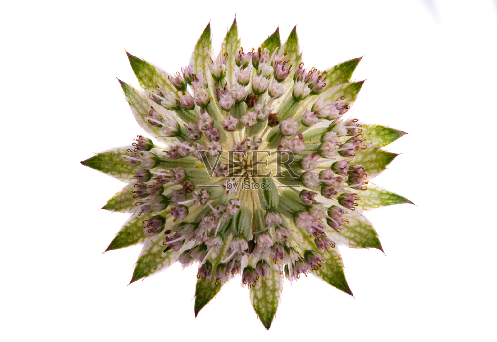 Astrantia孤立照片摄影图片