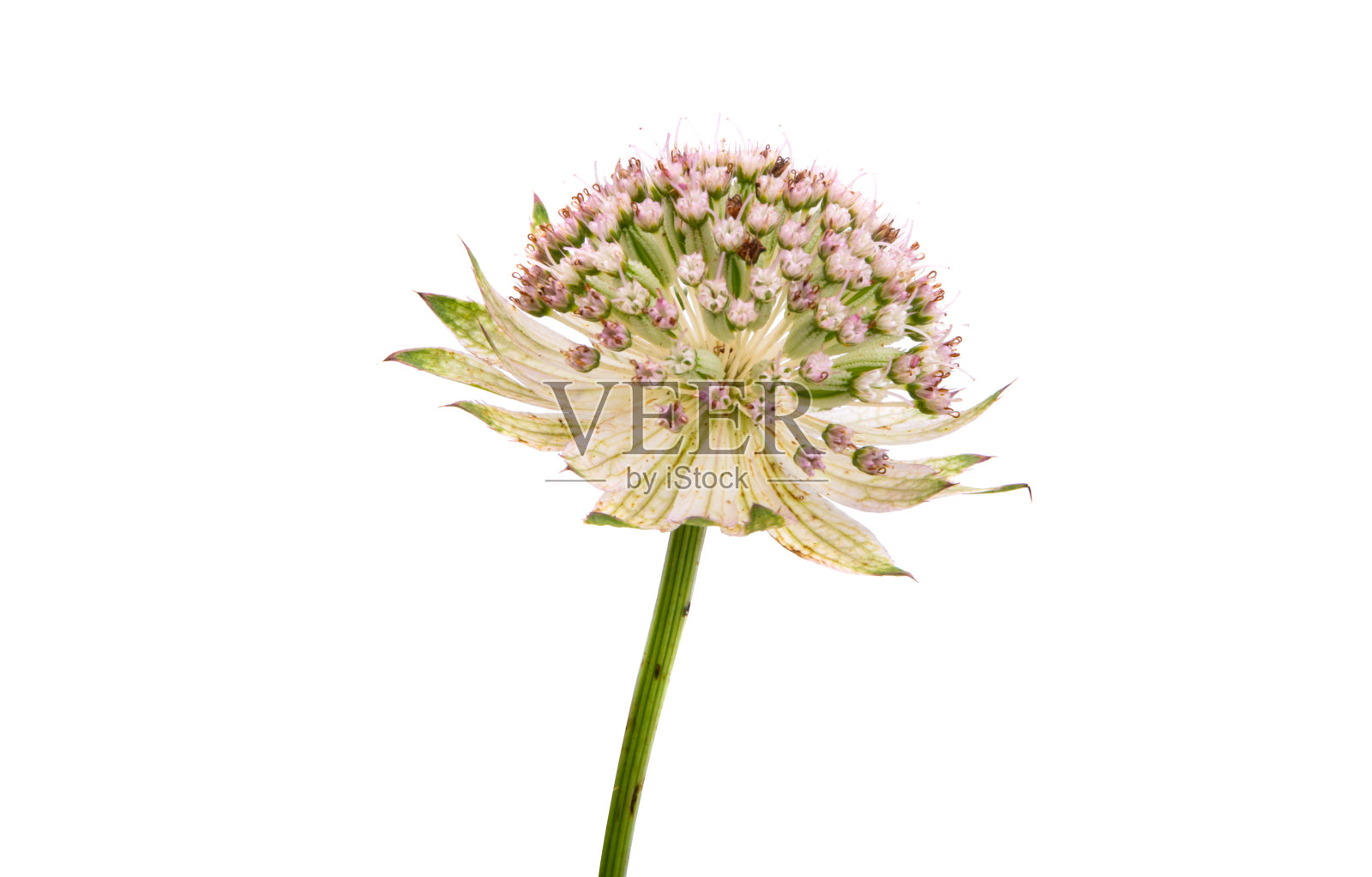 Astrantia孤立照片摄影图片