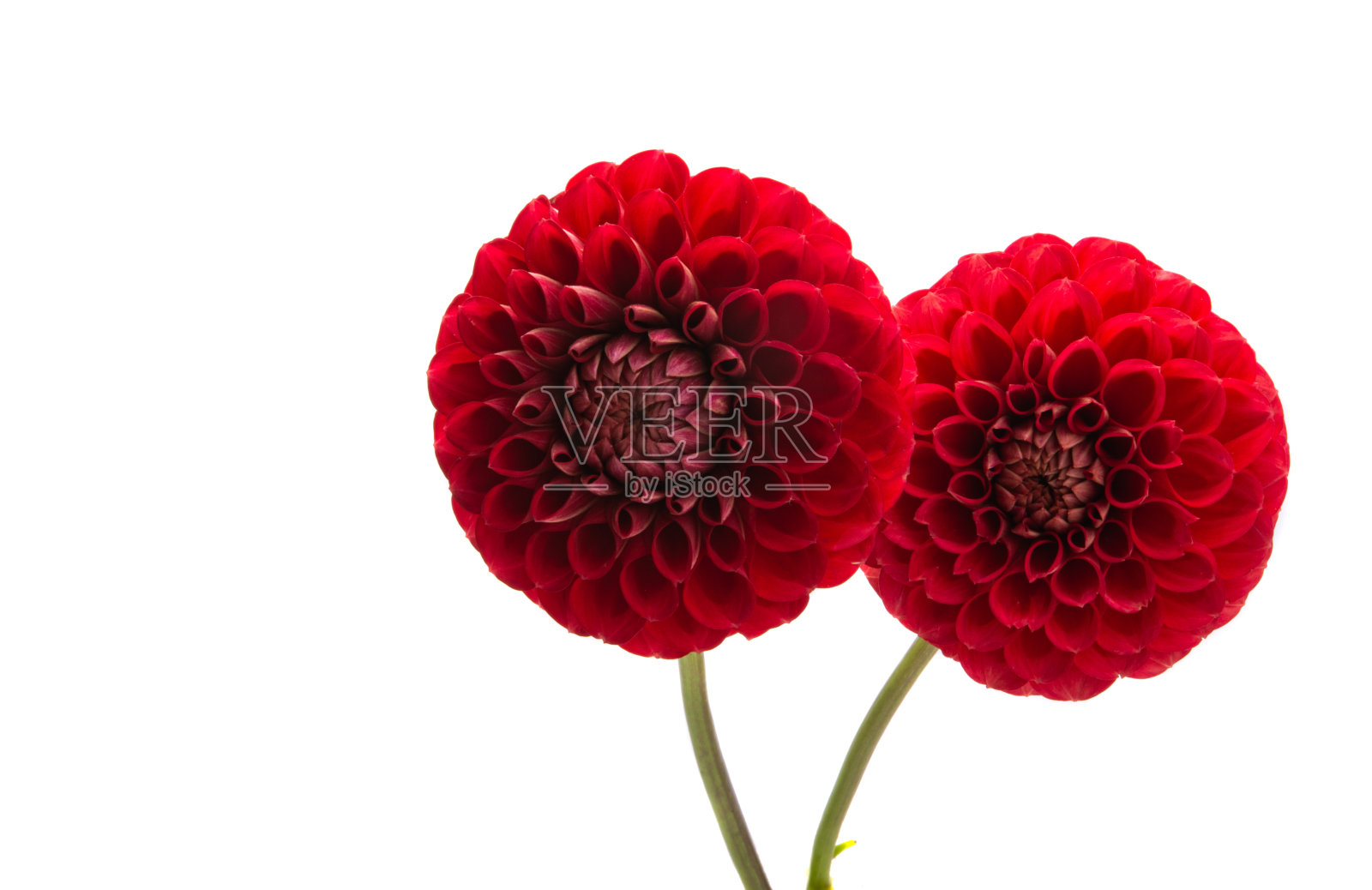 大丽花孤立照片摄影图片