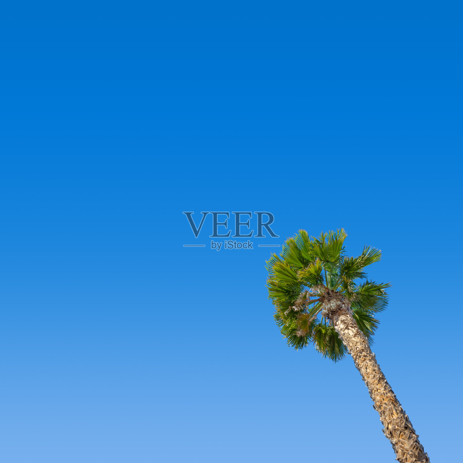 高大的棕榈树，湛蓝的天空照片摄影图片