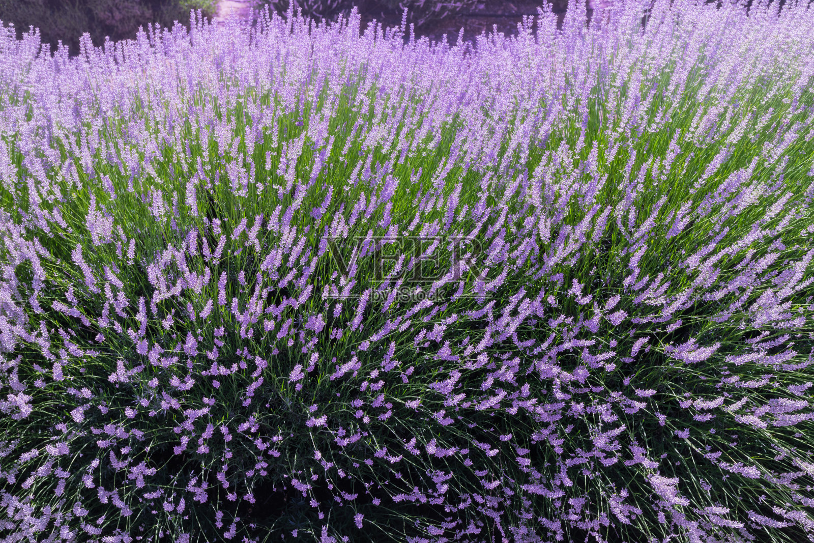 田野里盛开的薰衣草。生产精油的有机种植园照片摄影图片