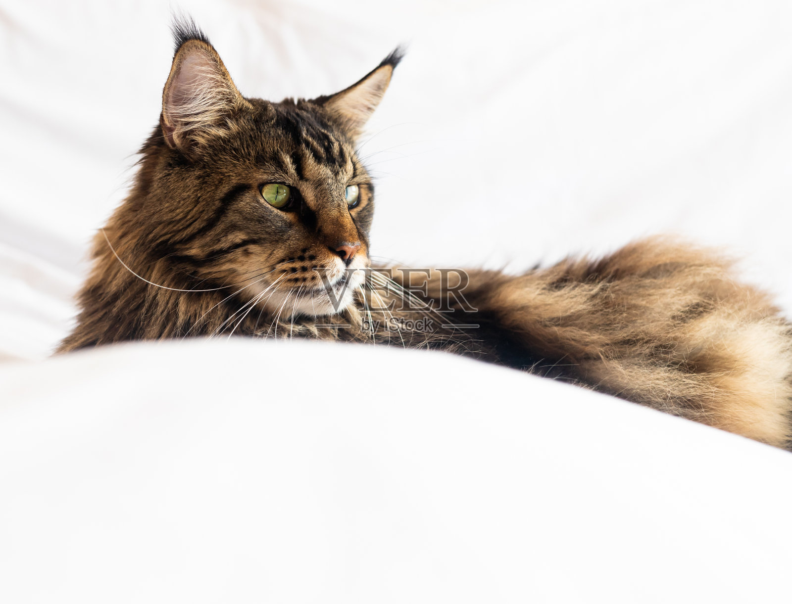 黑色和棕色毛皮的缅因猫躺在白色上照片摄影图片