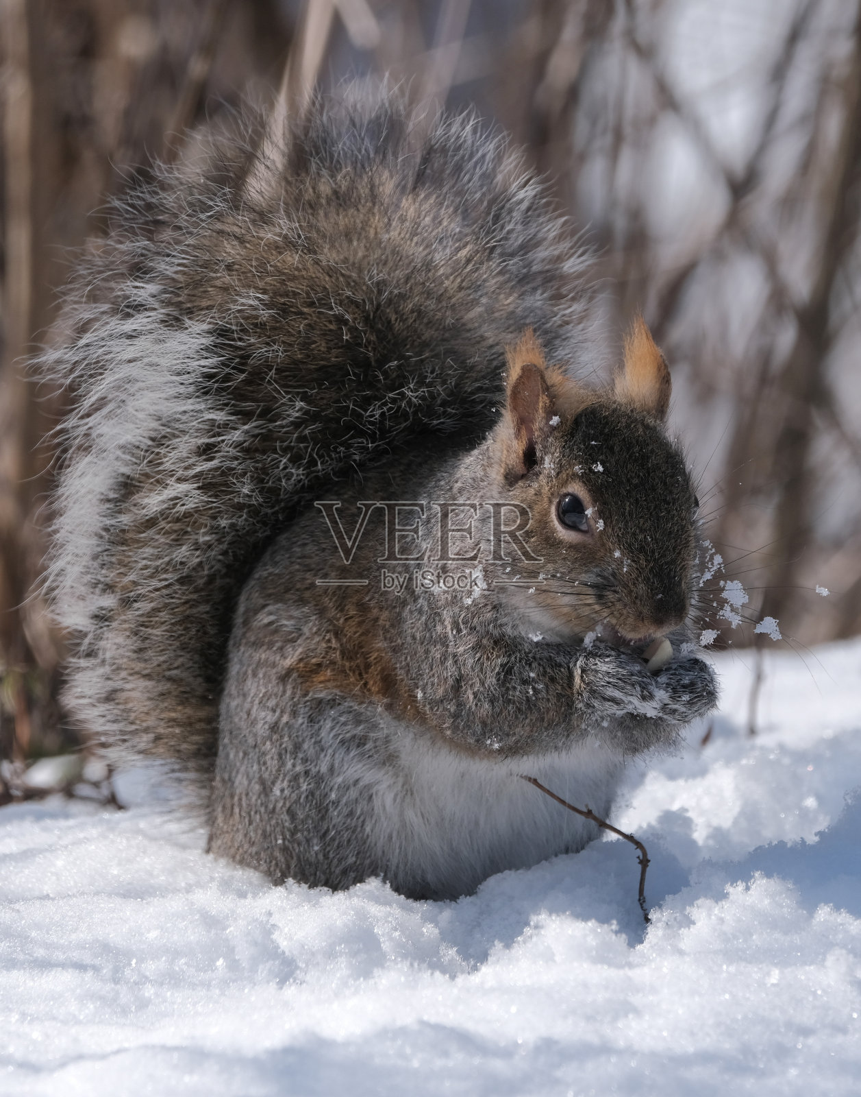 松鼠照片摄影图片