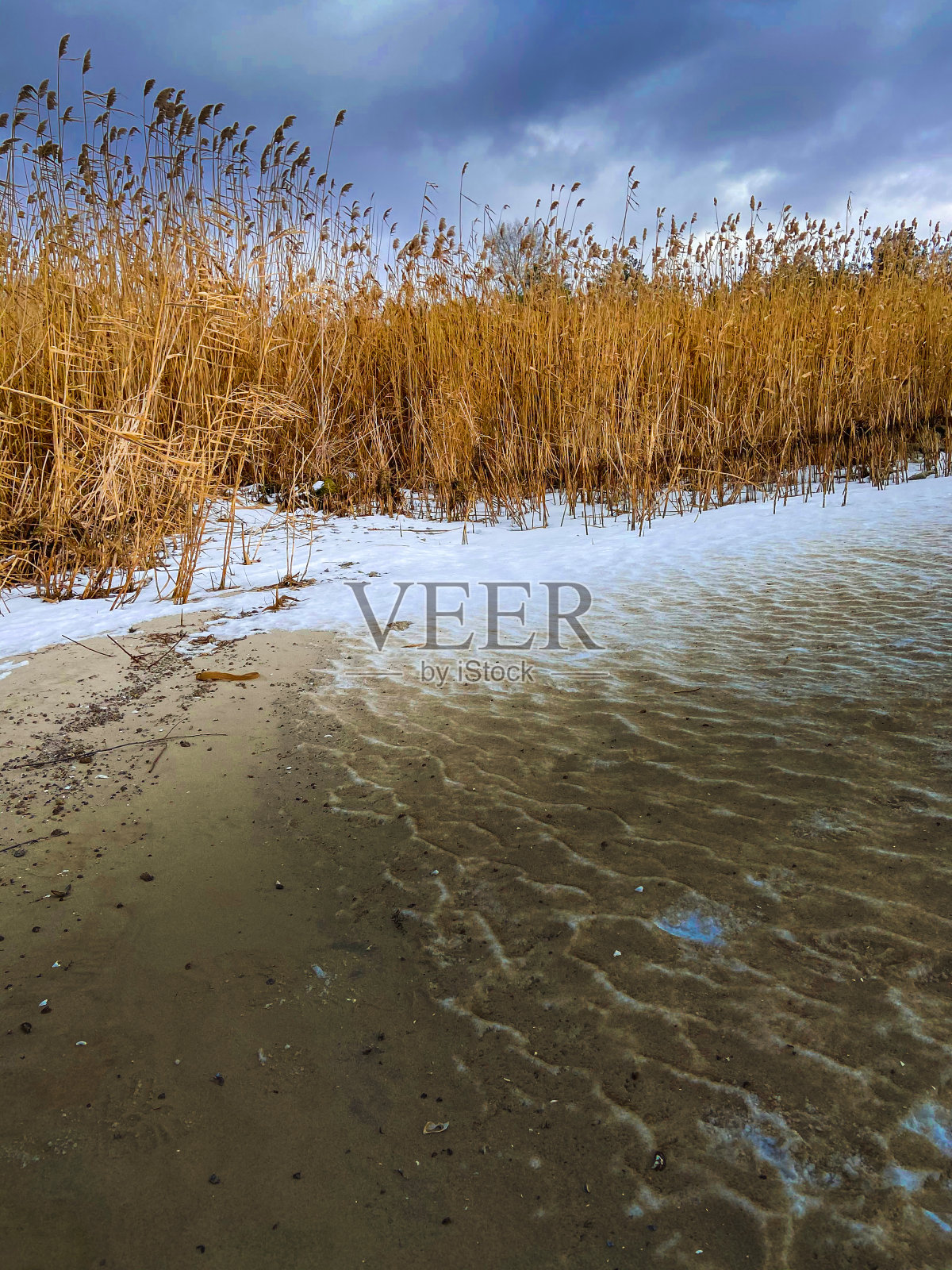 沙滩上的金色芦苇照片摄影图片