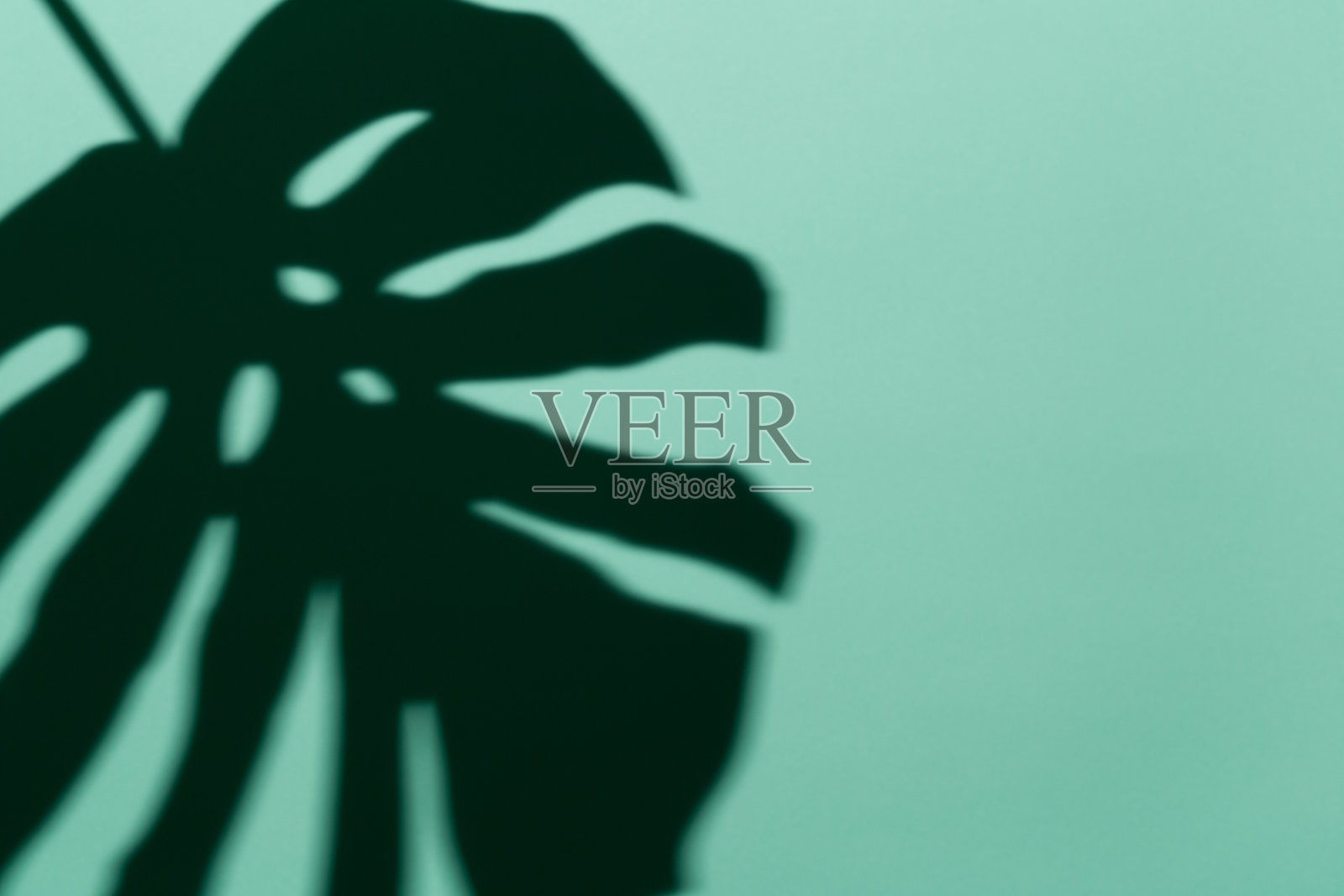 蒙斯特拉叶阴影下的硬光柔和的绿色背景，复制空间，模型为博客设计，社交媒体。时尚的极简主义摄影技术。度假概念，夏季，旅游照片摄影图片