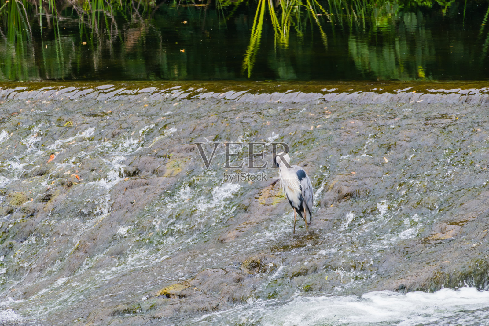 爱尔兰香农河中的苍鹭照片摄影图片