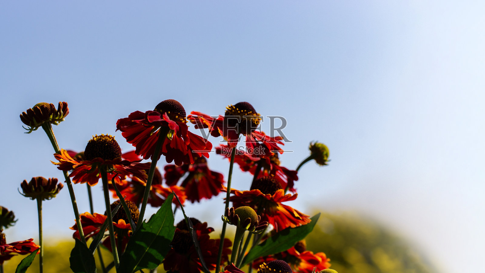 荷叶迎着秋日的天空，自然的氦花，水平摄影照片摄影图片