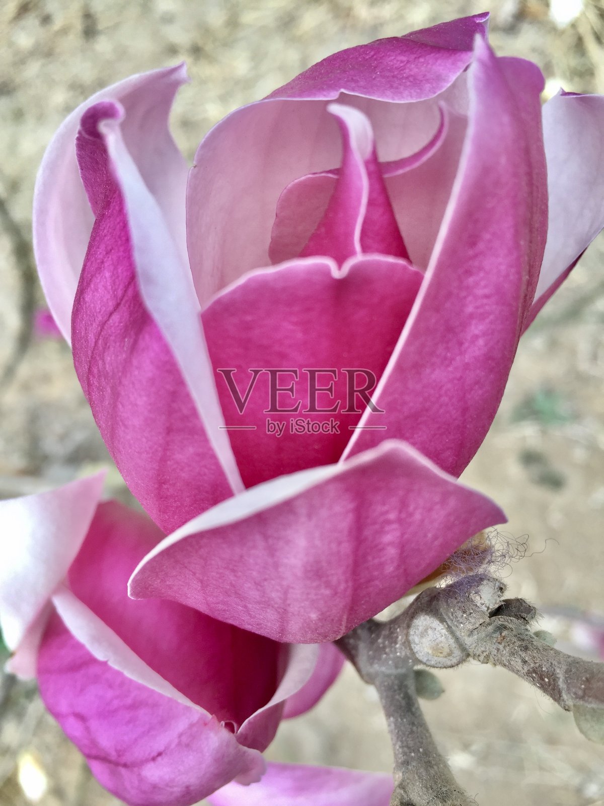 上海的春天。春天开花的木兰、樱桃等树木。照片摄影图片