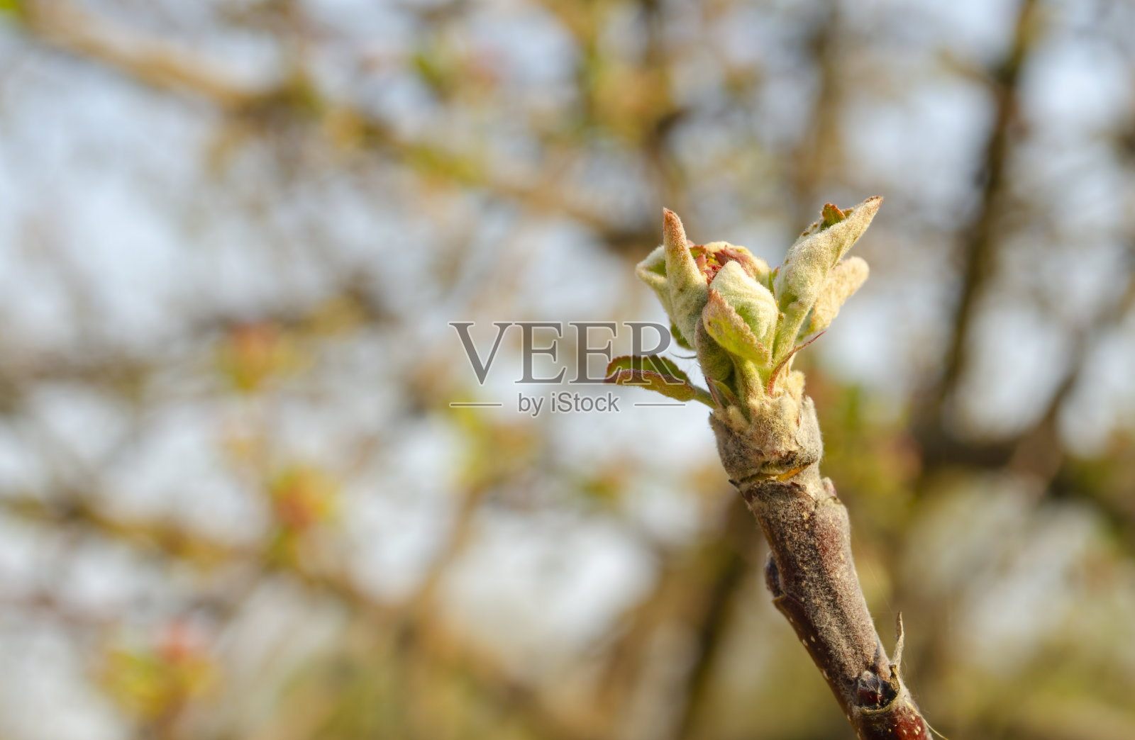 美丽的景色一棵苹果树的幼枝，选择性的聚焦。正在生长的花蕾、嫩叶和花朵。关闭了。照片摄影图片