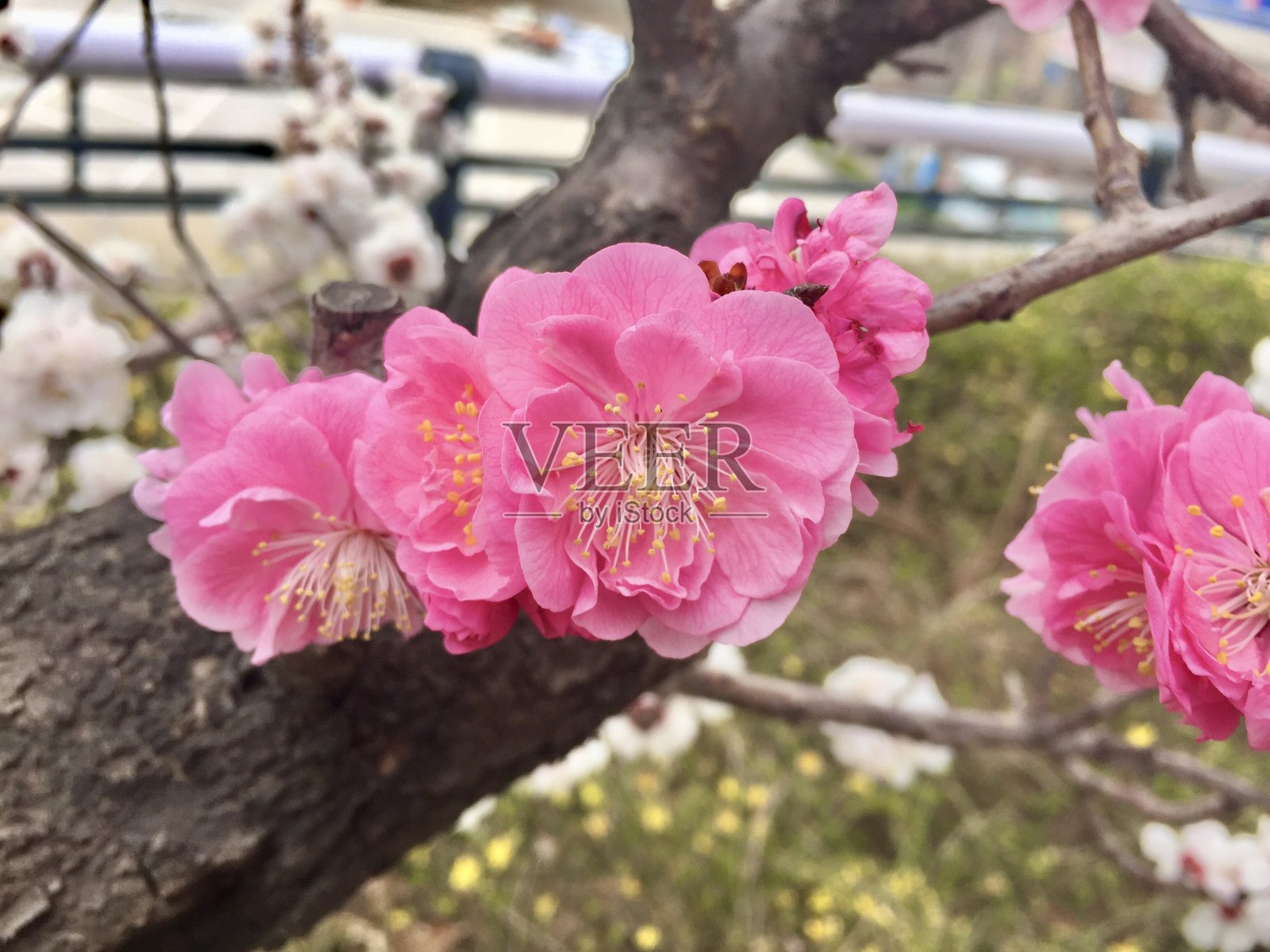 上海的春天。春天开花的木兰、樱桃等树木。照片摄影图片