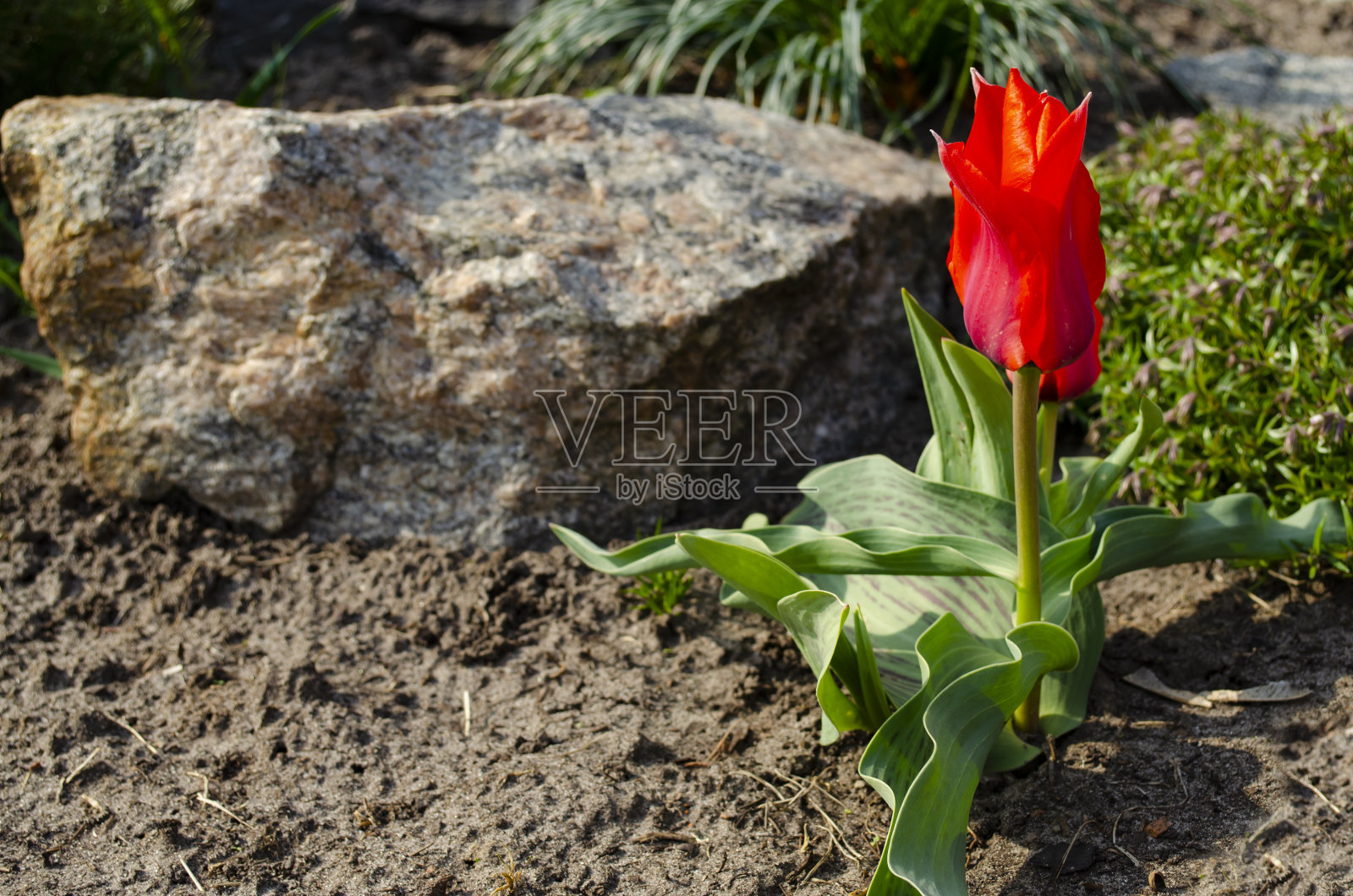 鲜红色的郁金香是西番莲。红色郁金香象征着坚强、无私和真爱。花园里的花在地面上的石头背景。郁金香郁金香属Sprengeri照片摄影图片
