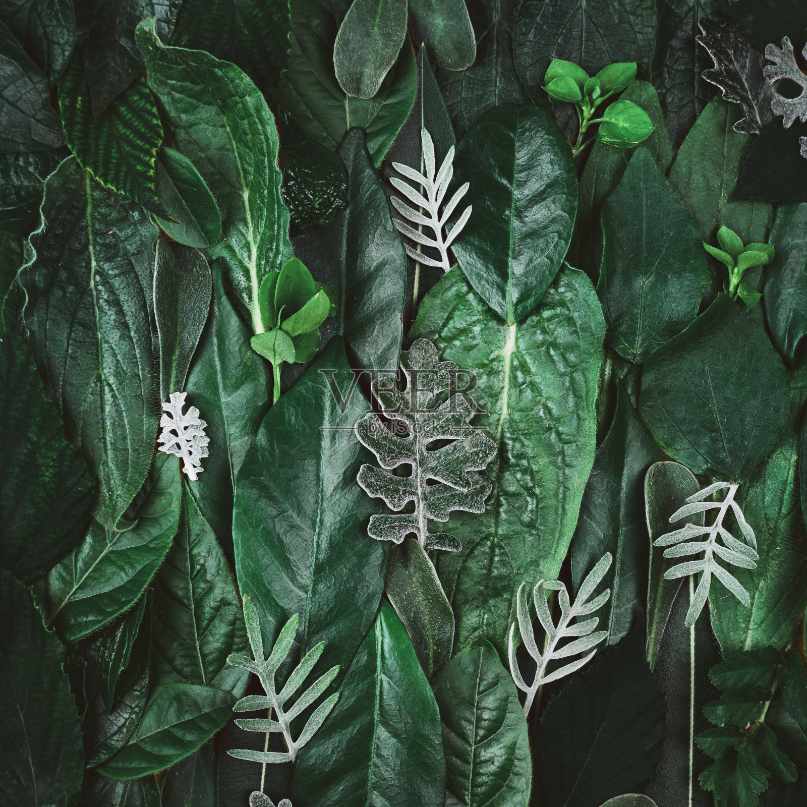 由绿叶制成的创意模板。平的。以自然为背景，以生态为理念。广场的大小照片摄影图片