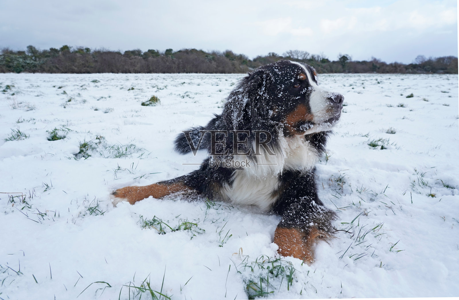 伯尔尼山地犬在享受雪天照片摄影图片