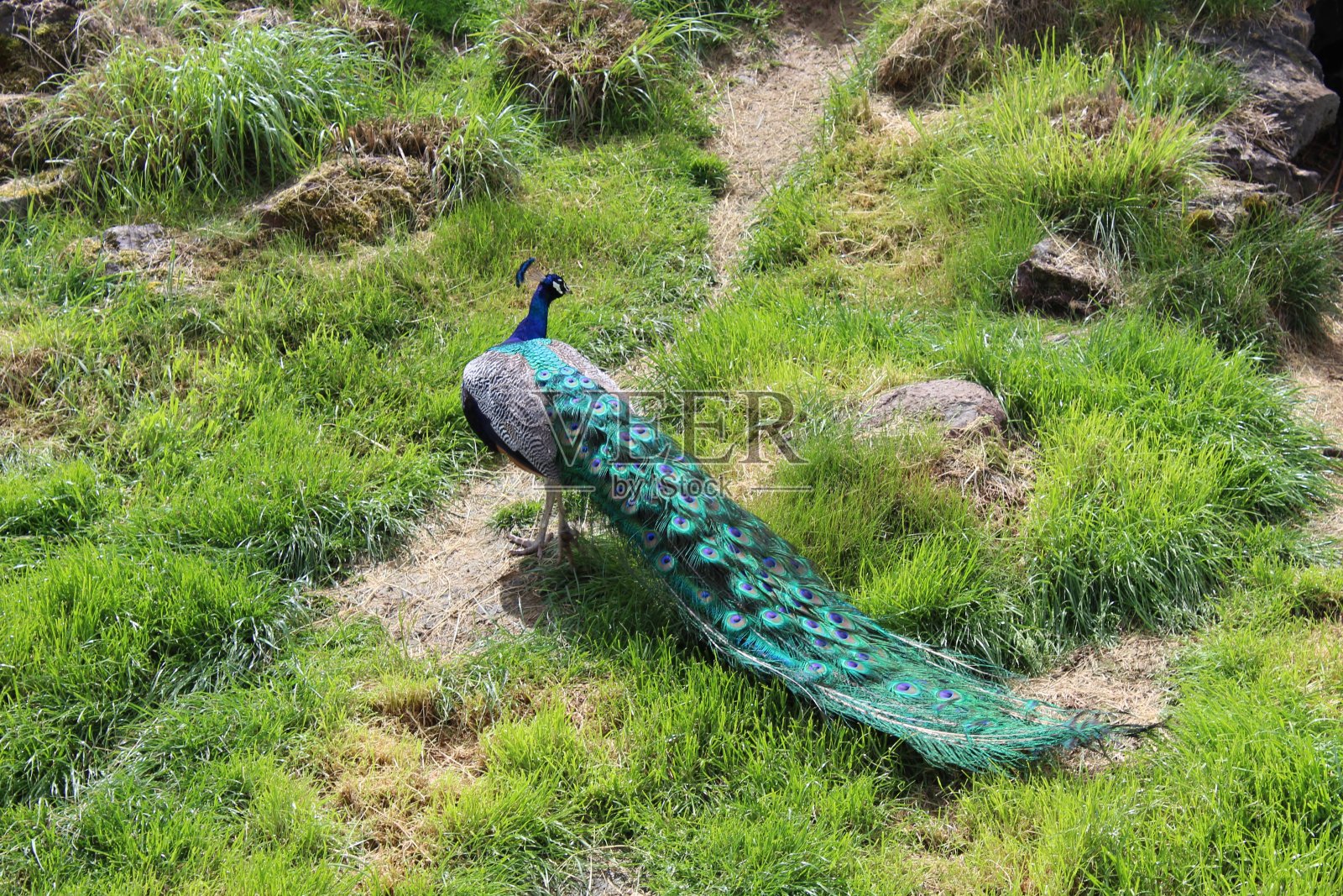 蓝孔雀照片摄影图片