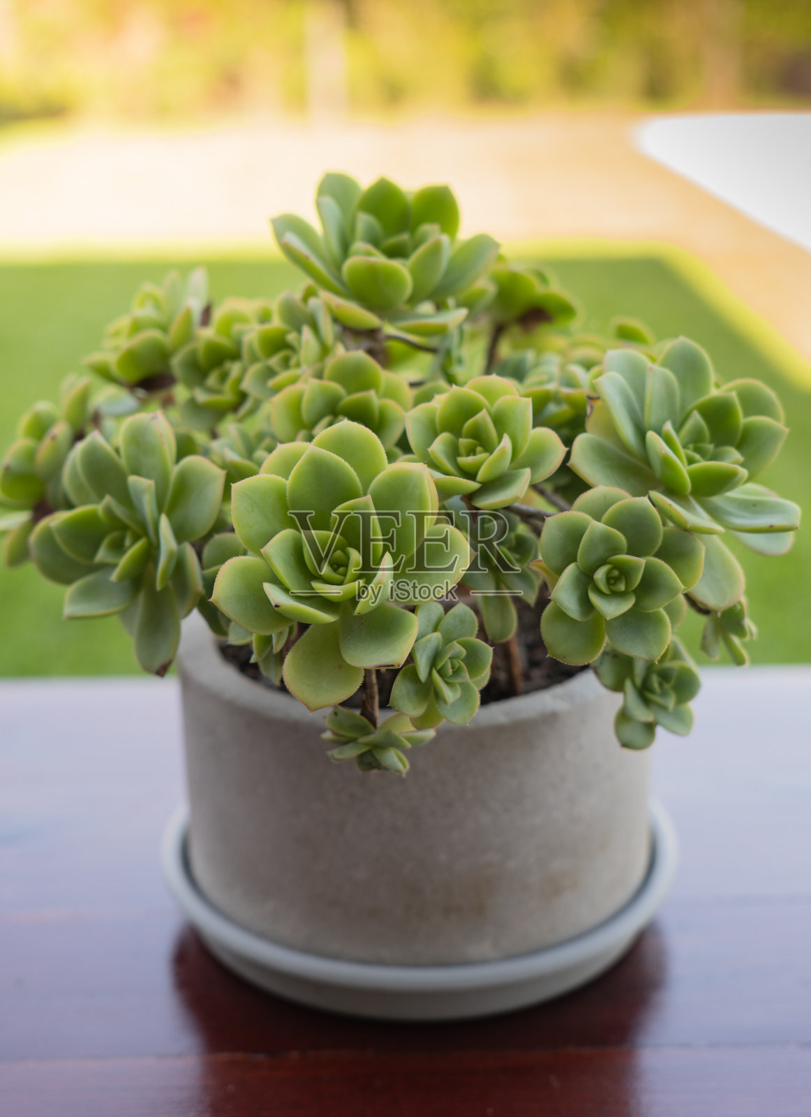 装饰植物照片摄影图片