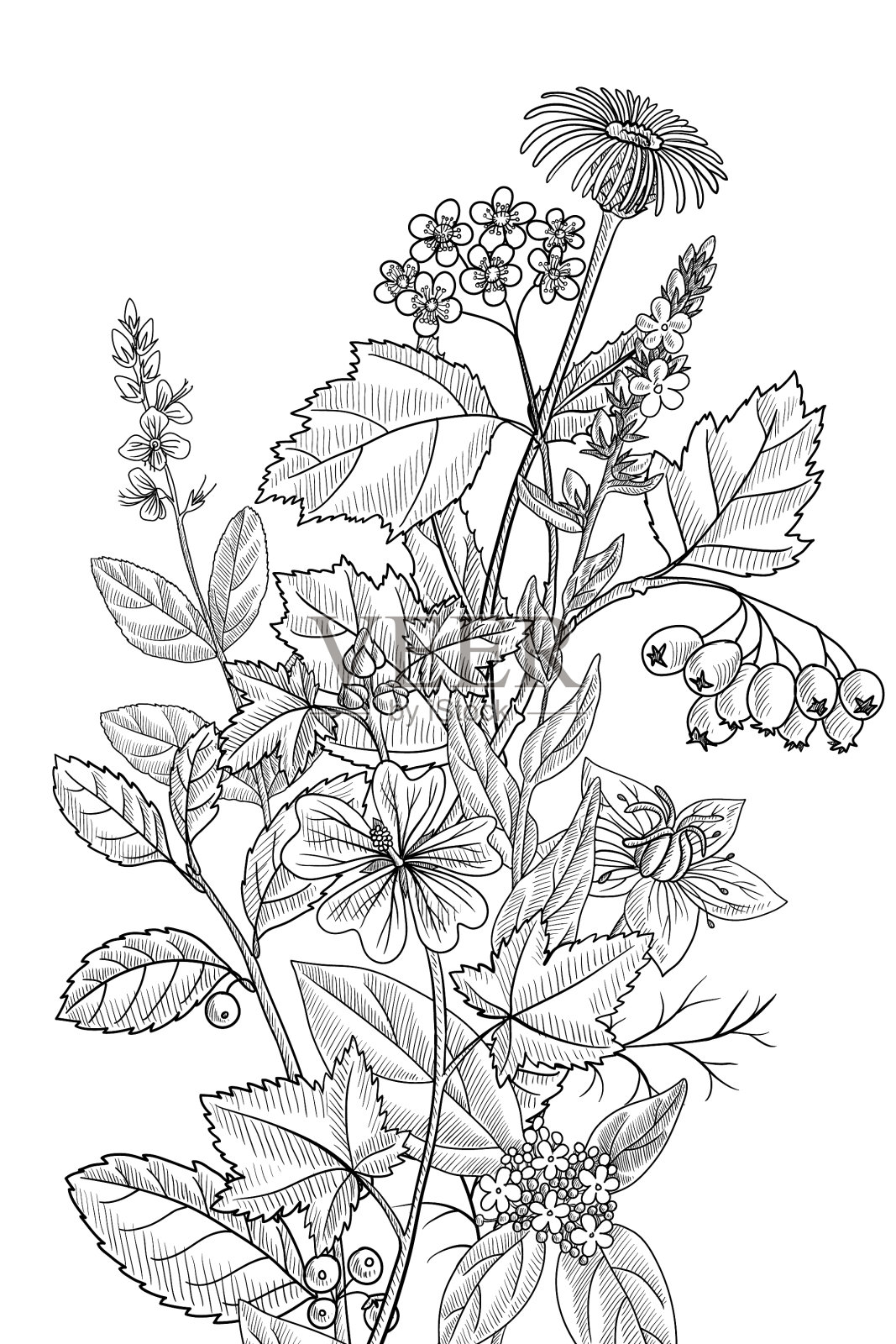 绘制花卉复古模板设计元素图片