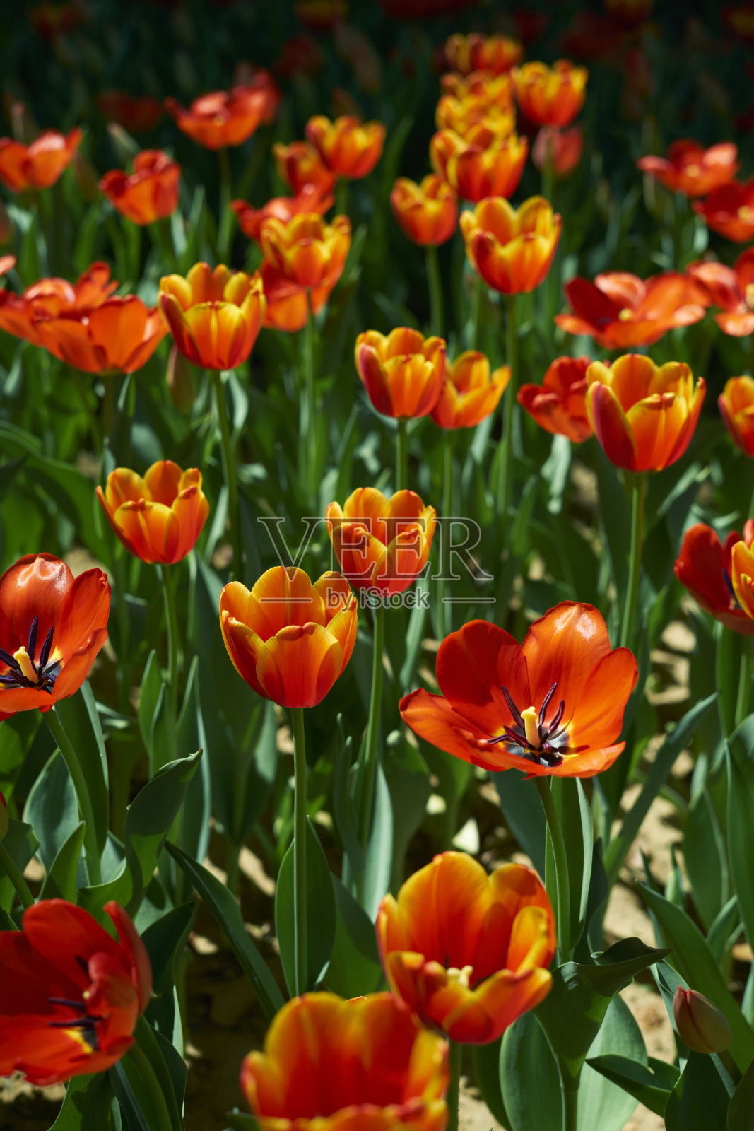 红色郁金香照片摄影图片