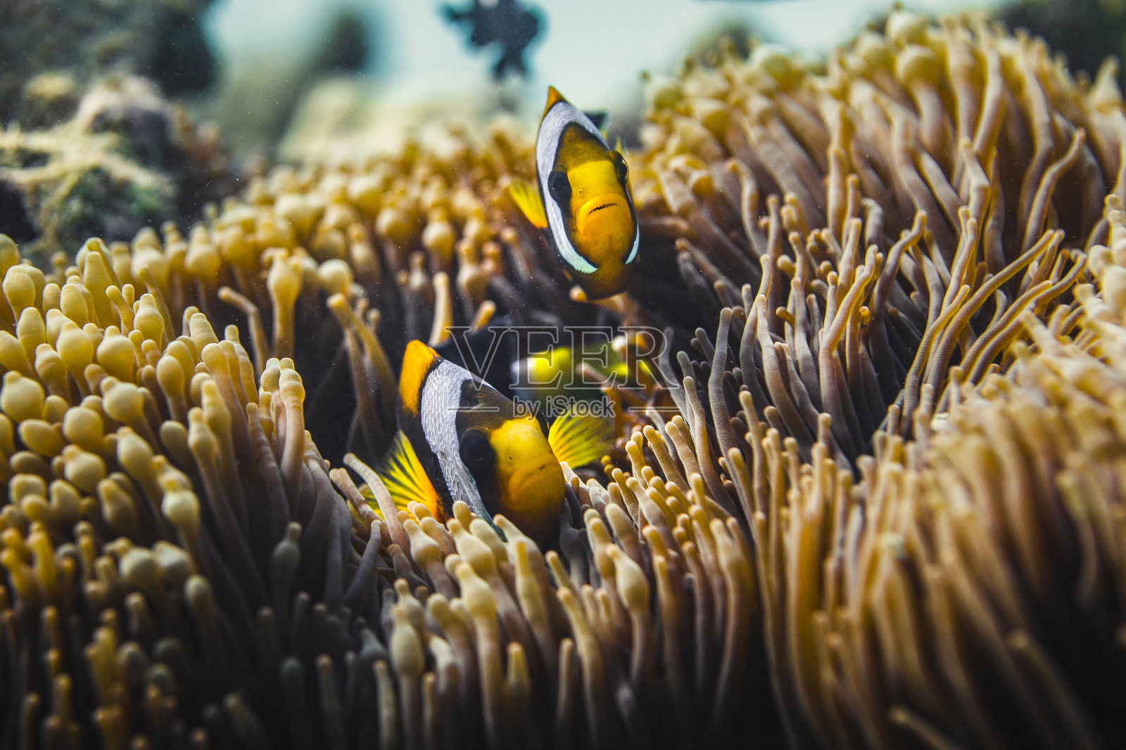 躲在海葵里的小丑鱼照片摄影图片