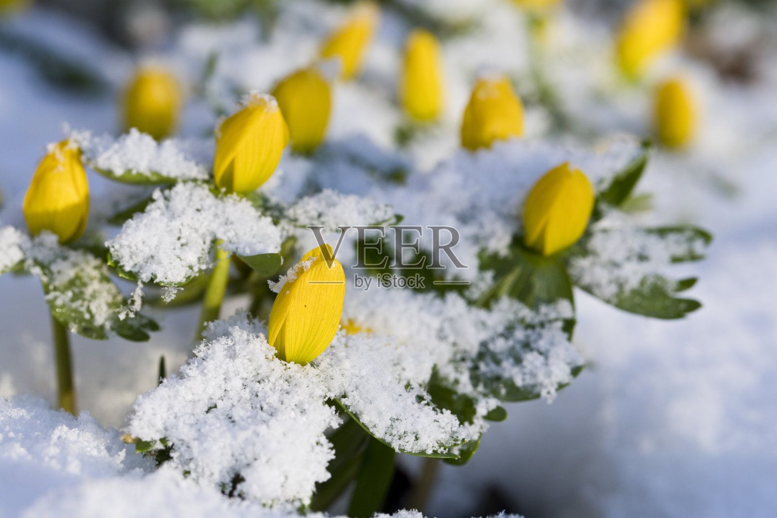 冬附子在花在花园里的雪照片摄影图片