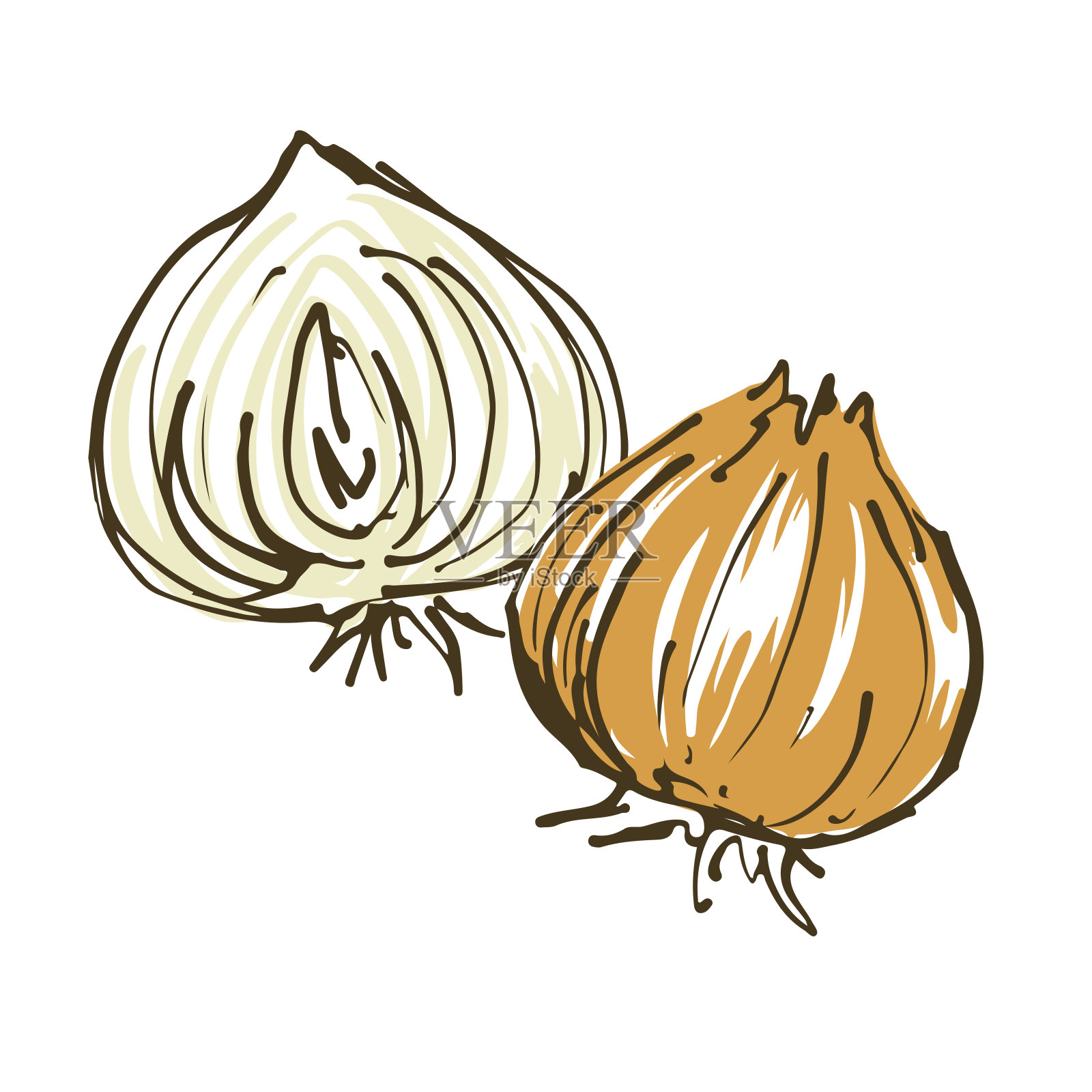 洋葱插图。新鲜蔬菜。插画图片素材