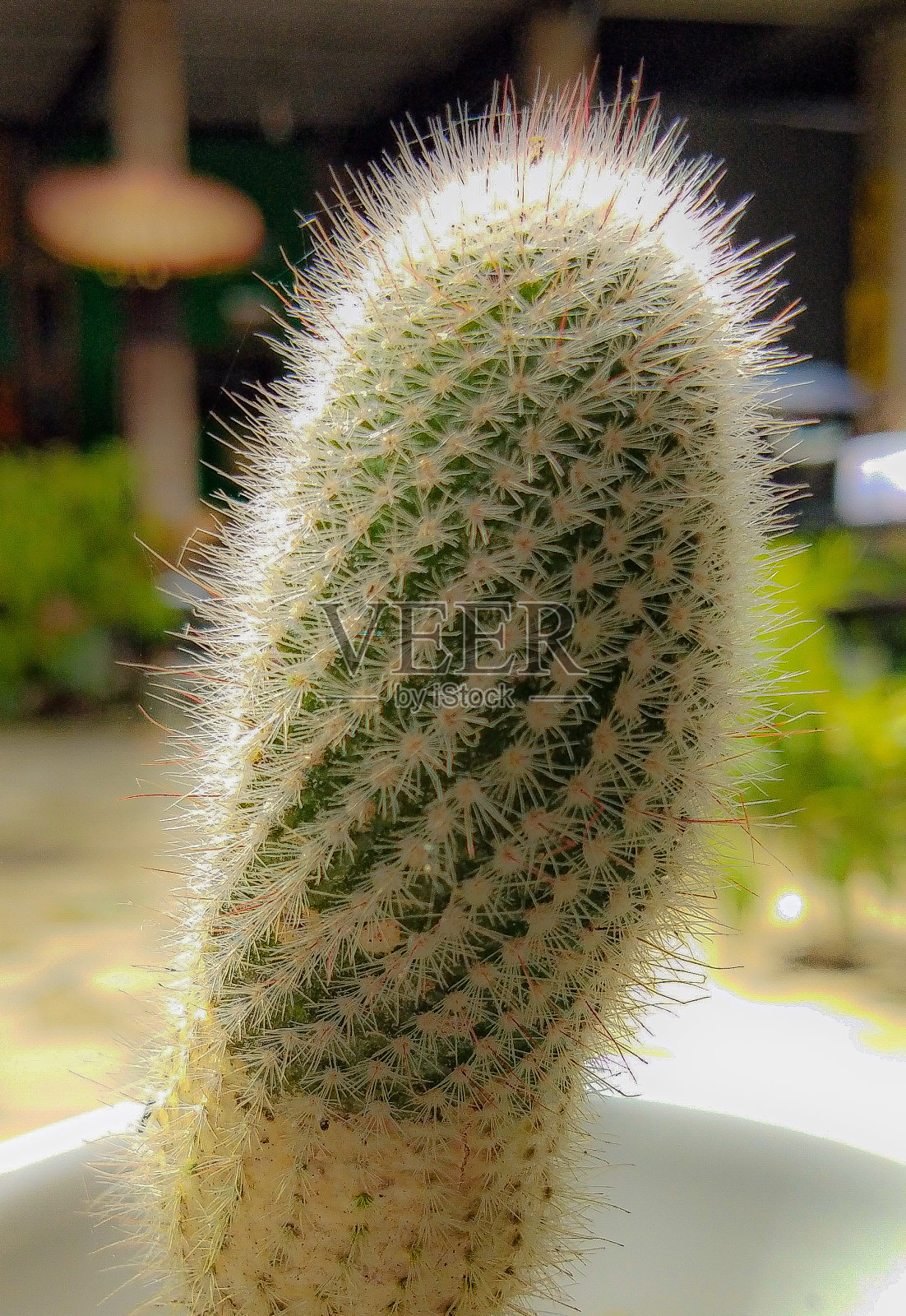 仙人掌的植物照片摄影图片