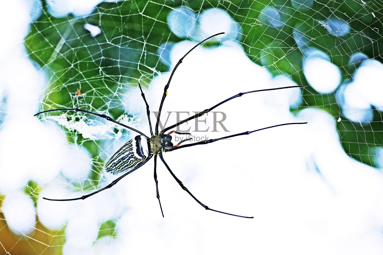 蜘蛛在蜘蛛网上。照片摄影图片