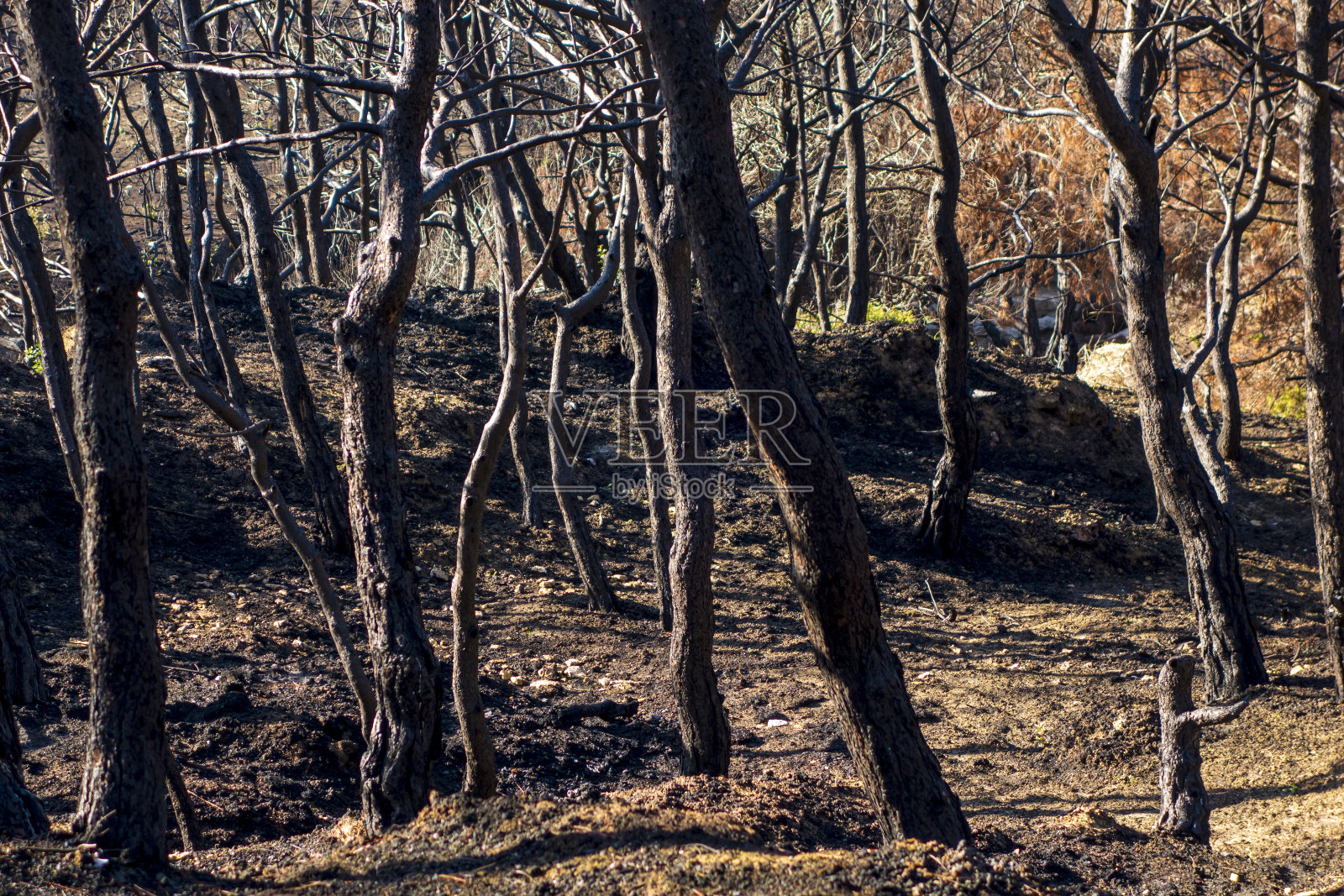 火灾后的松林照片摄影图片