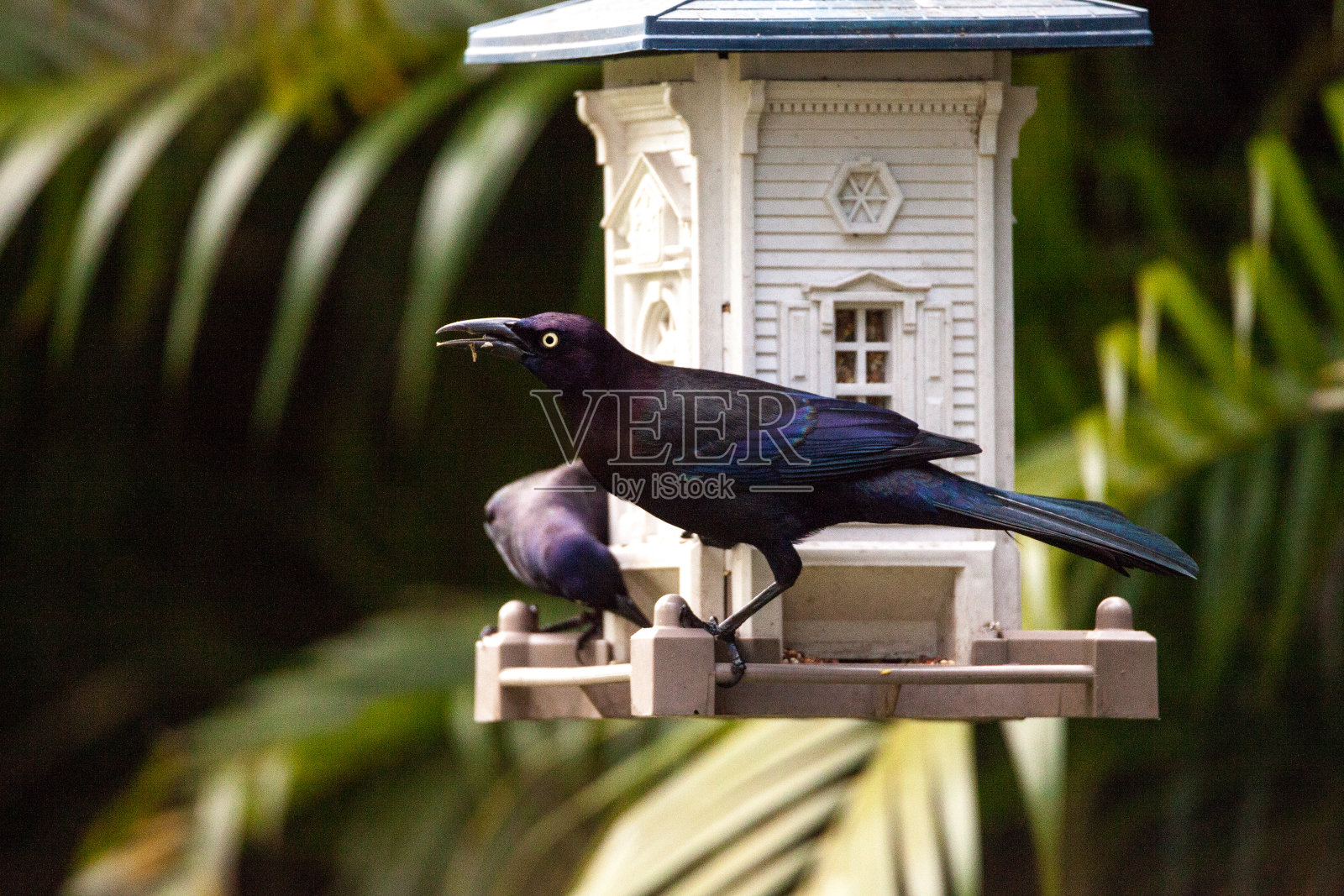 欧洲椋鸟或普通椋鸟照片摄影图片