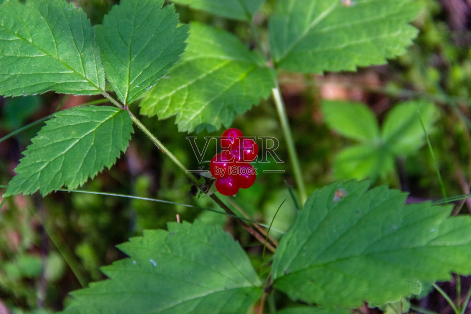 森林里香甜的红色和成熟的黑莓核。野生植物悬钩子。照片摄影图片